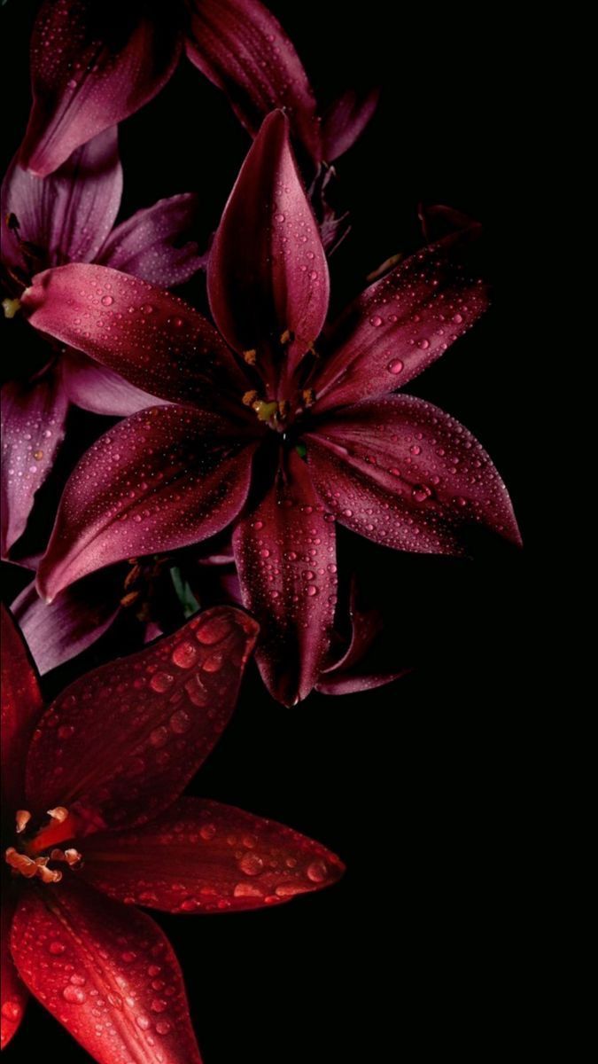 675x1200 Fond d'écran fleur rouge. Lys rouge, Esthétique rose pastel, Fond d'écran téléphone