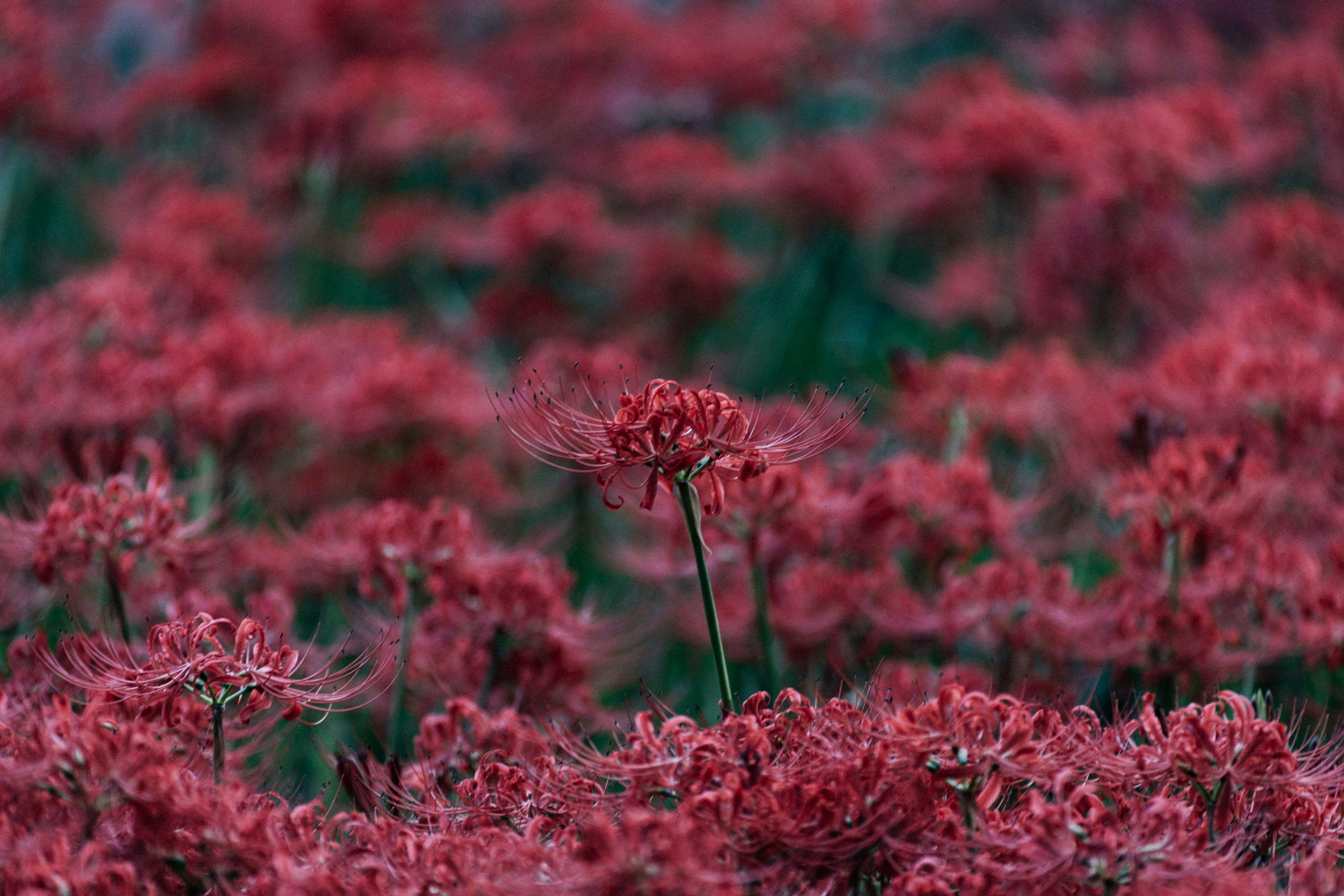 3000x2000 Field of vibrant red spider lilies in bloom photo