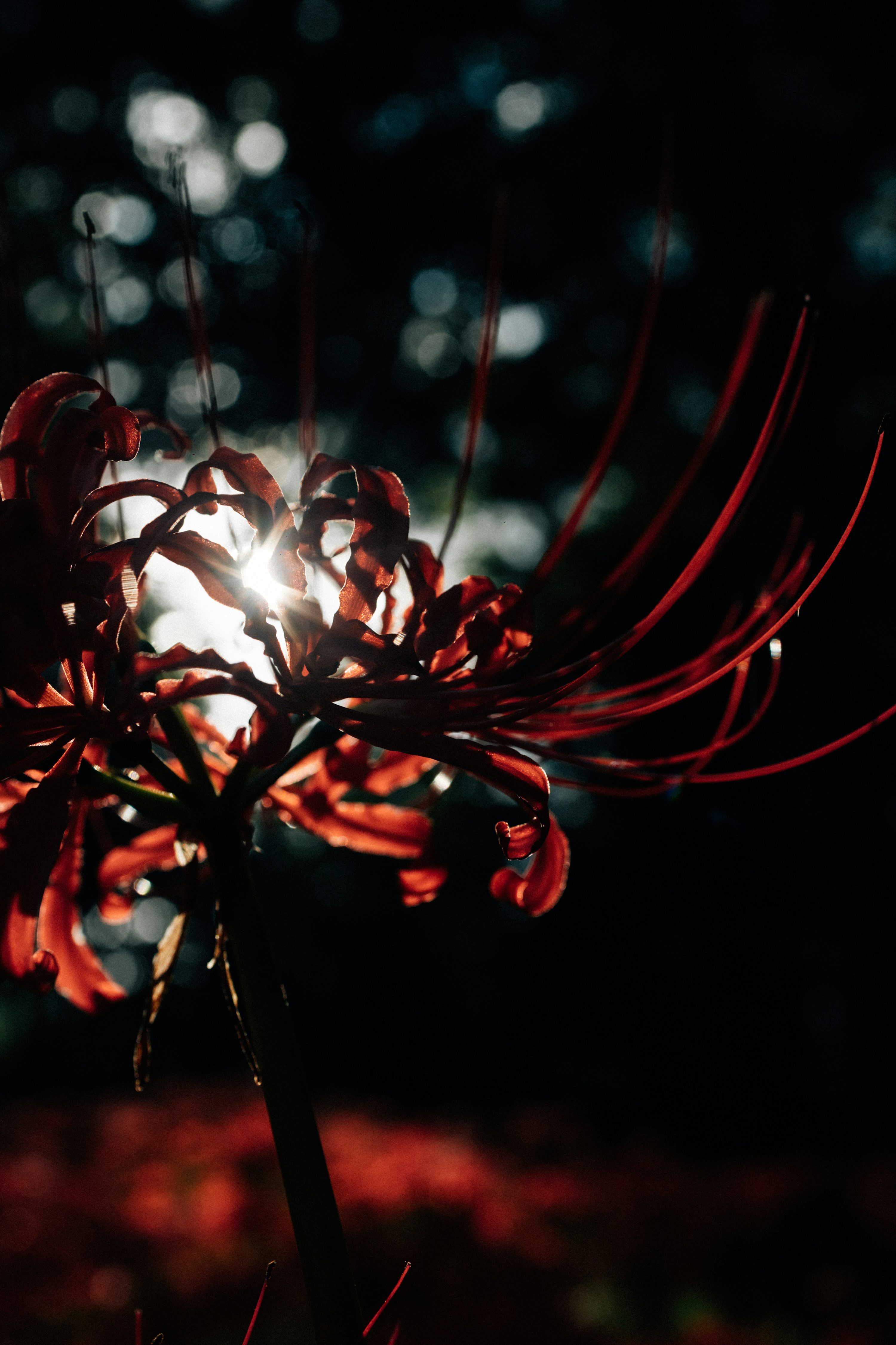 3000x4499 Red spider lily backlit by the sun with water droplets. photo