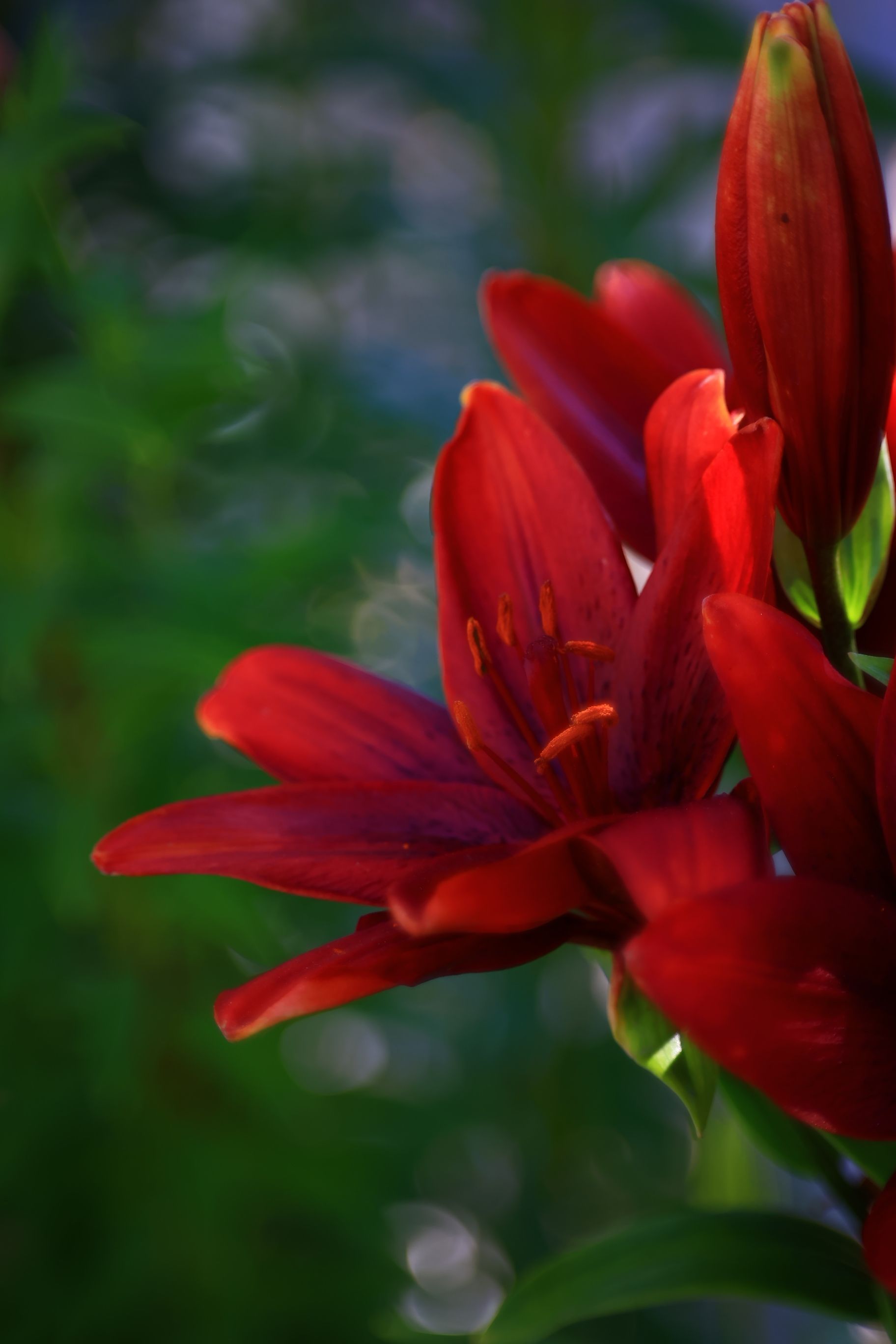 1824x2736 Red Lily Photo, Download The BEST Free Red Lily & HD Image