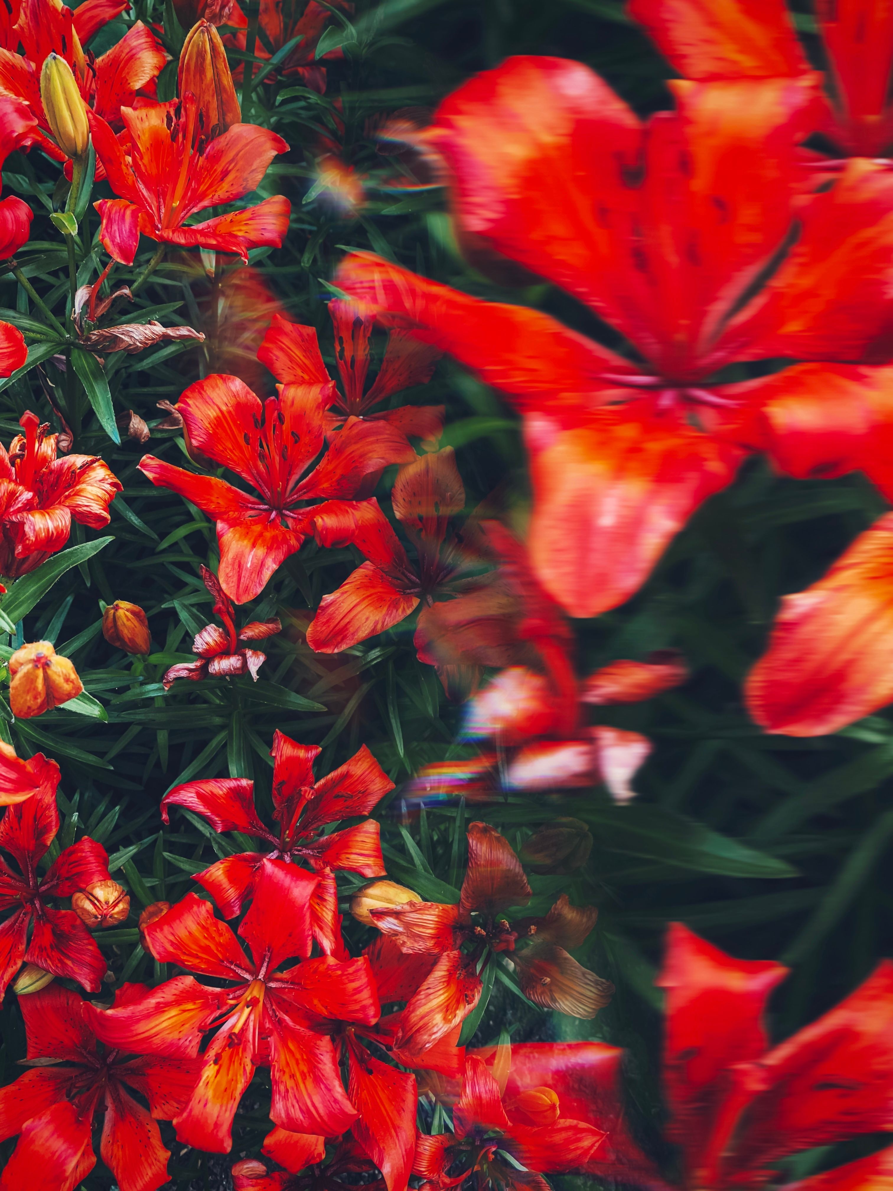 3024x4032 Red Lily Photo, Download The BEST Free Red Lily & HD Image