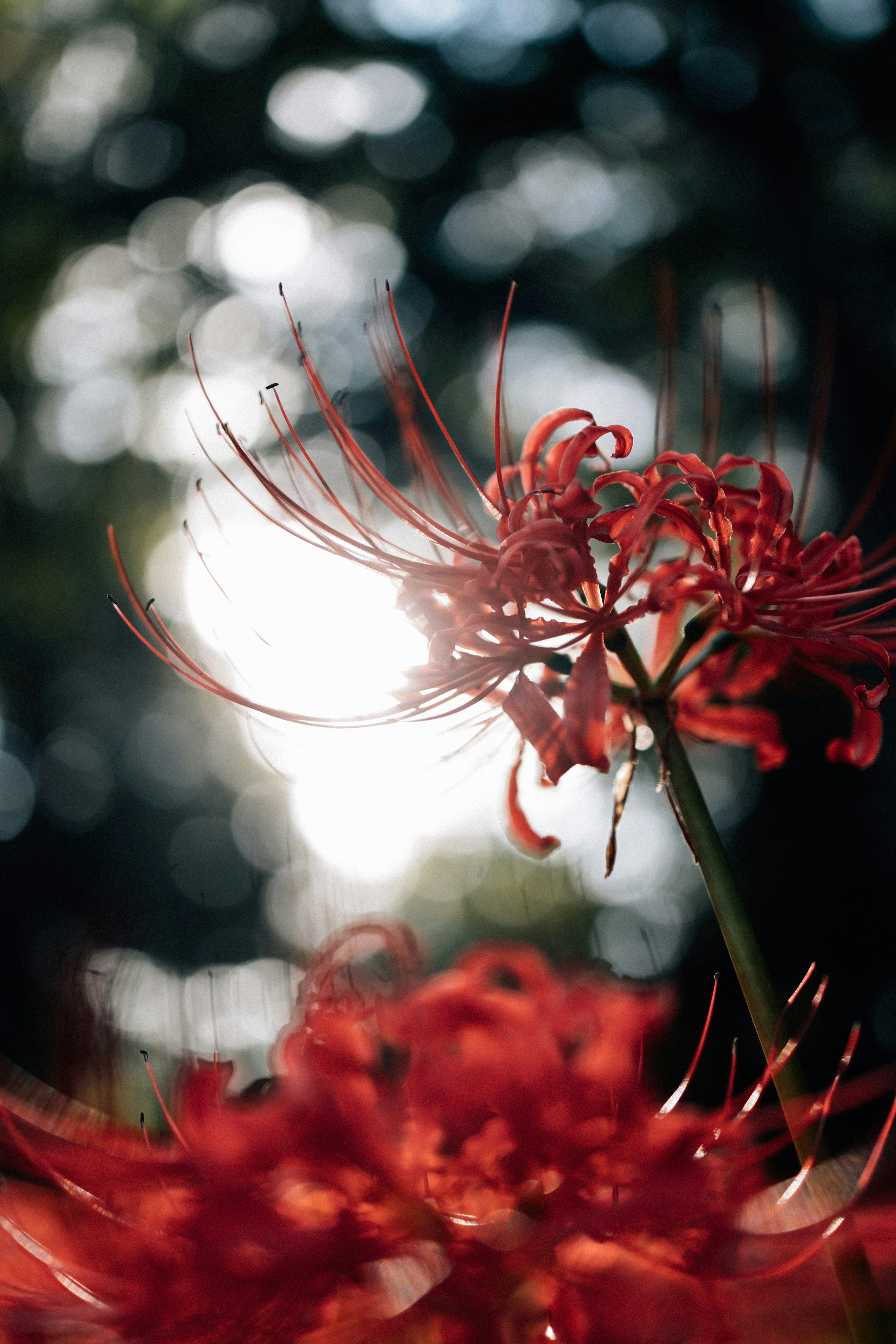 3000x4499 Red spider lilies bloom in soft sunlight with bokeh background photo