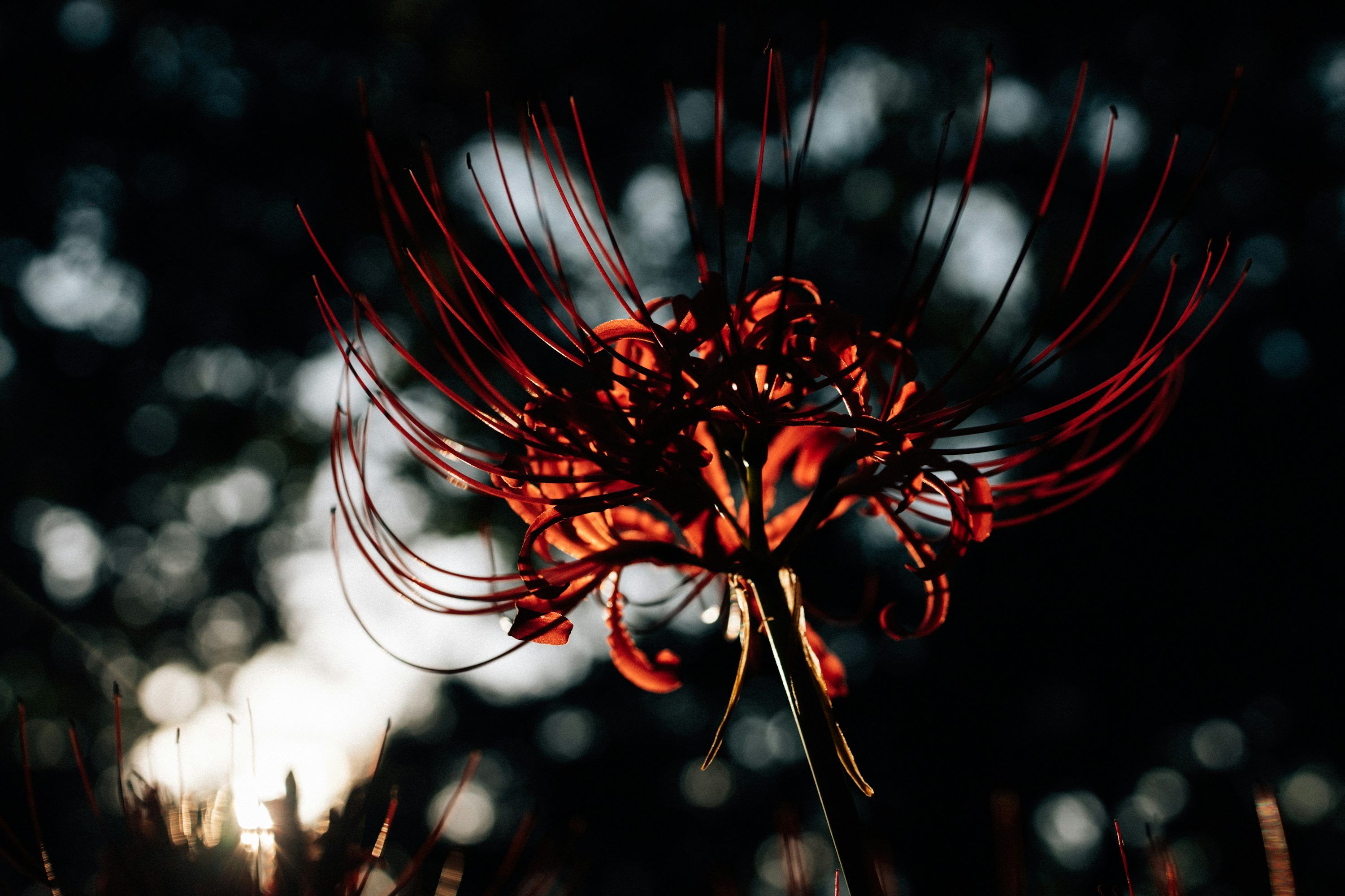 3000x2000 Red spider lily flower with dark background photo
