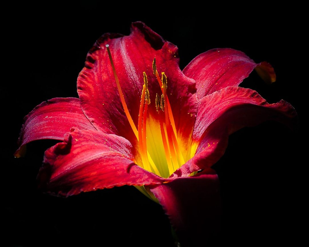 1080x864 Red Lily Close up Red Yellow Pistils Pollen Flower Floral Photography Wallpaper Background Digital Download