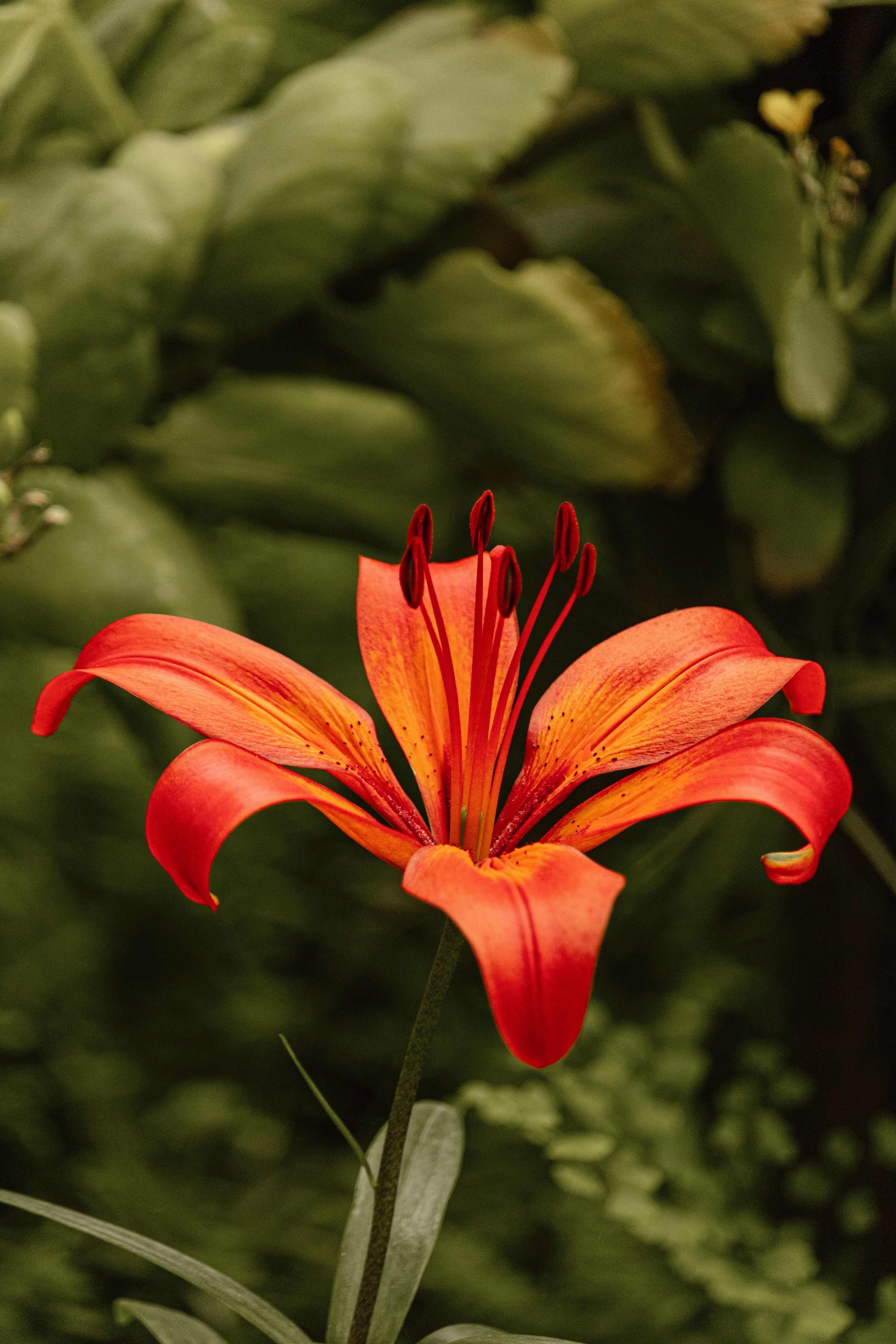 3334x5001 Vibrant Red Lily Flower in Lush Greenery · Free