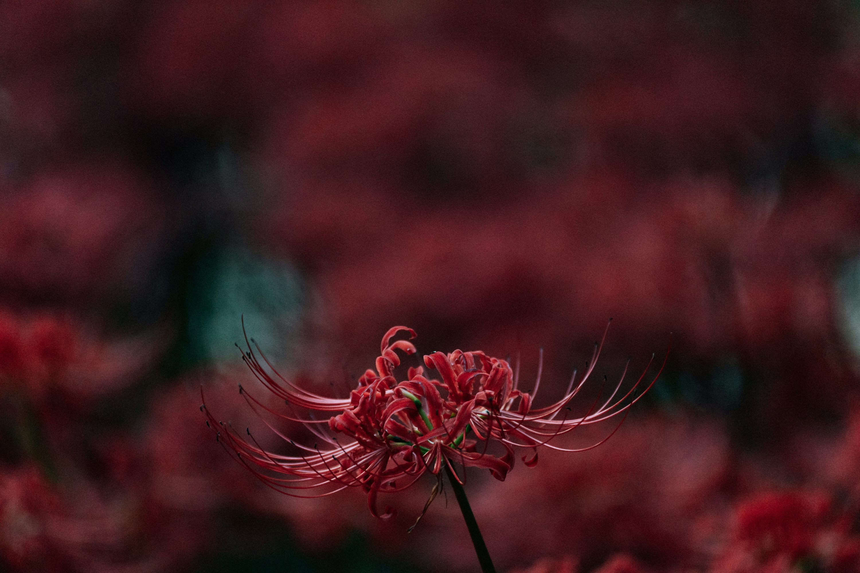 3000x2000 Red spider lily flower with blurred background photo