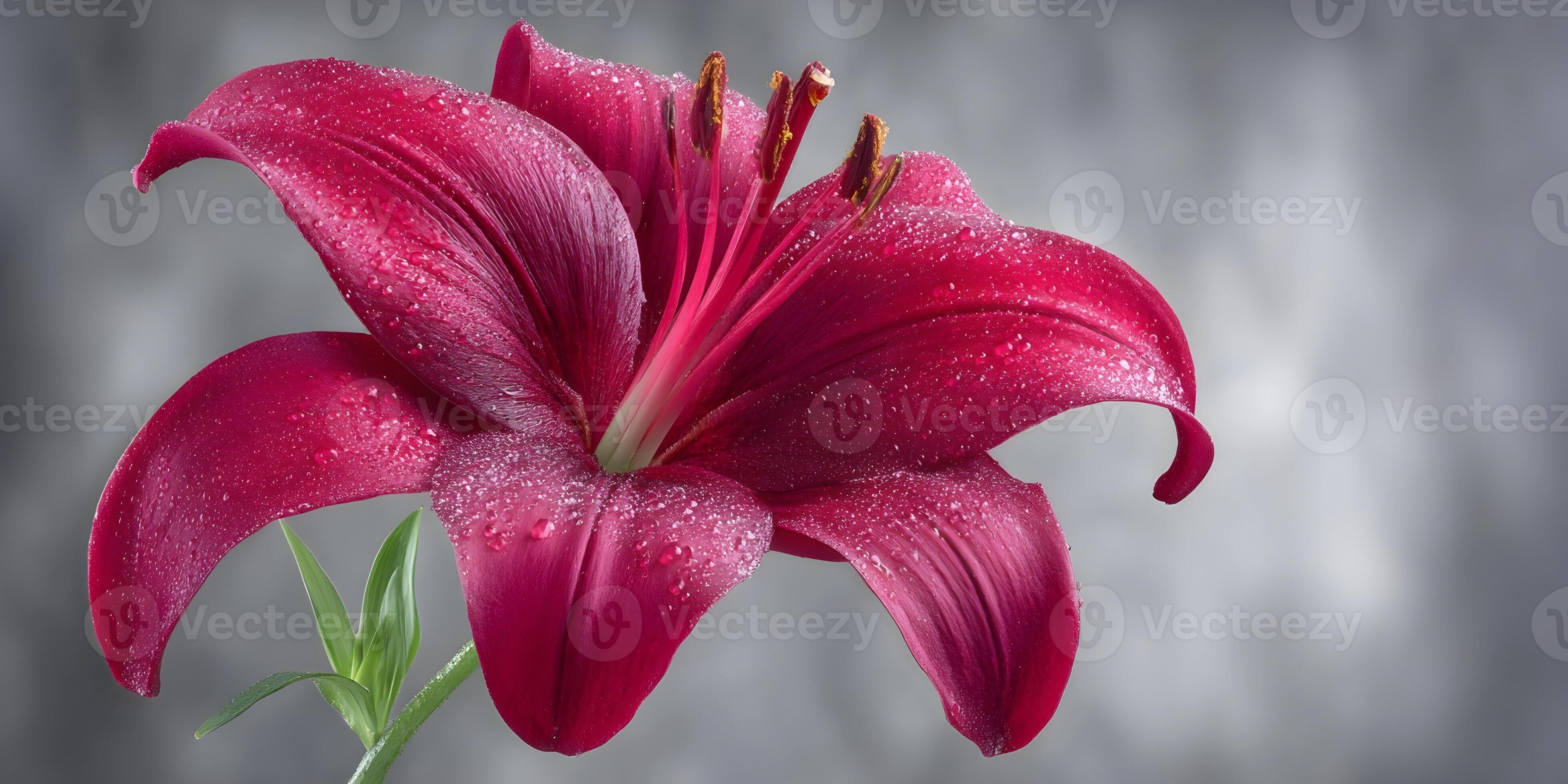 3920x1960 A vibrant red lily flower with delicate water droplets shines against a soft gray background