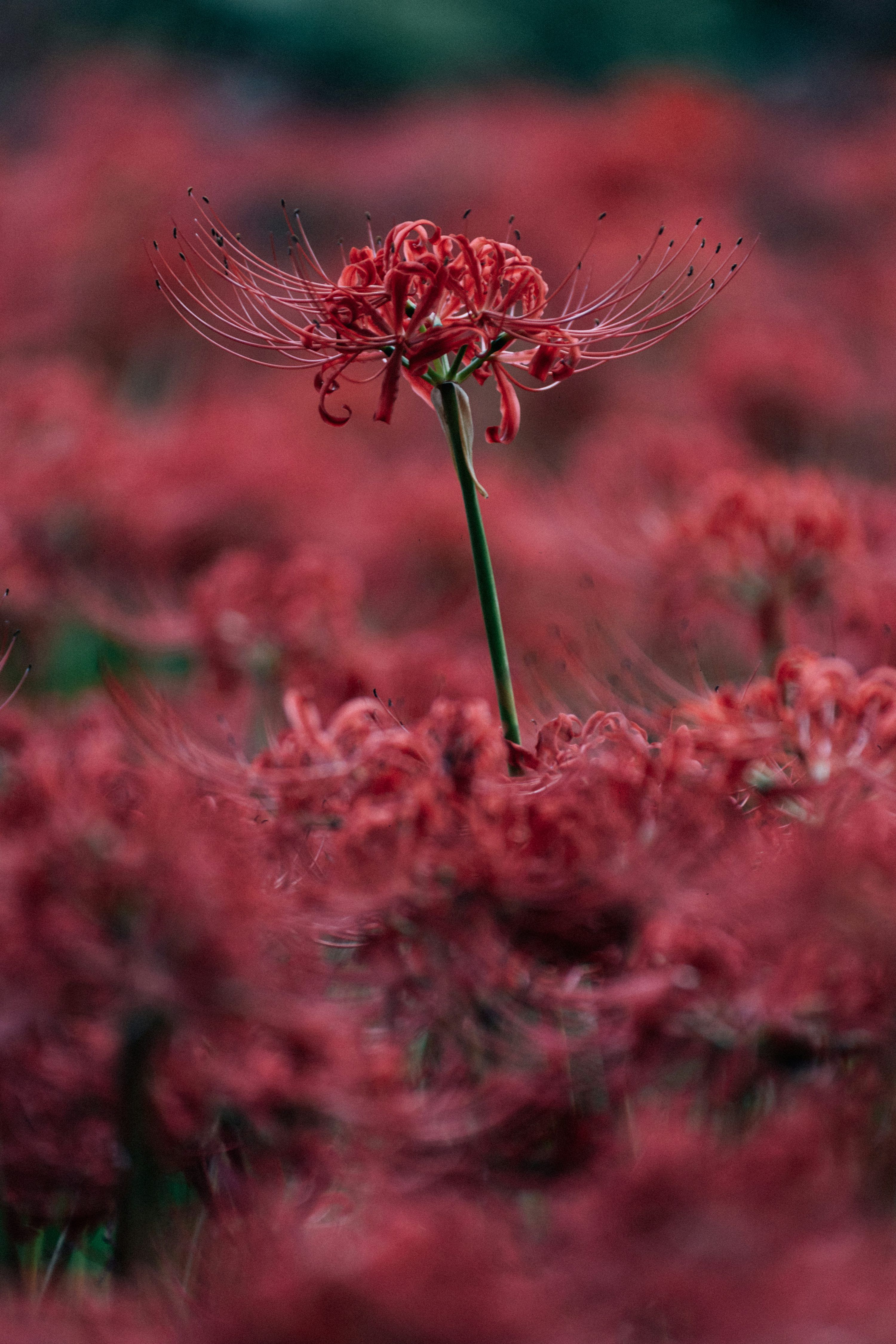 3000x4499 A single red spider lily stands out in a field. photo