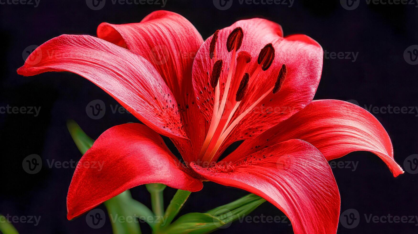 1749x980 Vibrant red lily flower bloom with detailed petals and dark stamens against a deep black background highlighting the natural beauty and texture of the blossom