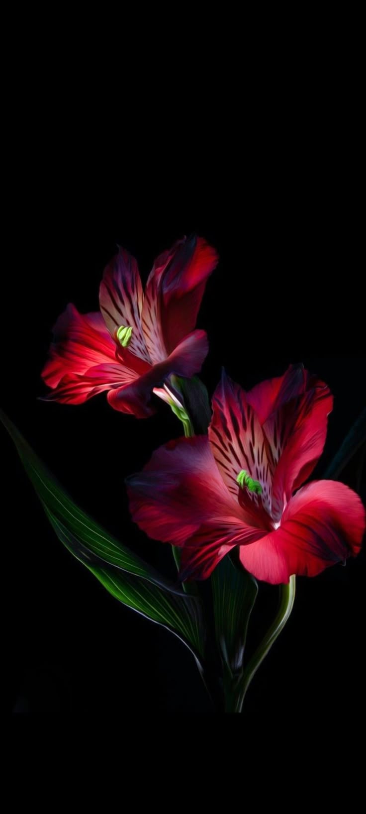 736x1636 Vibrant Red Flowers on Black Background. Red lilies wallpaper, Red lily flower wallpaper, Amazing flowers