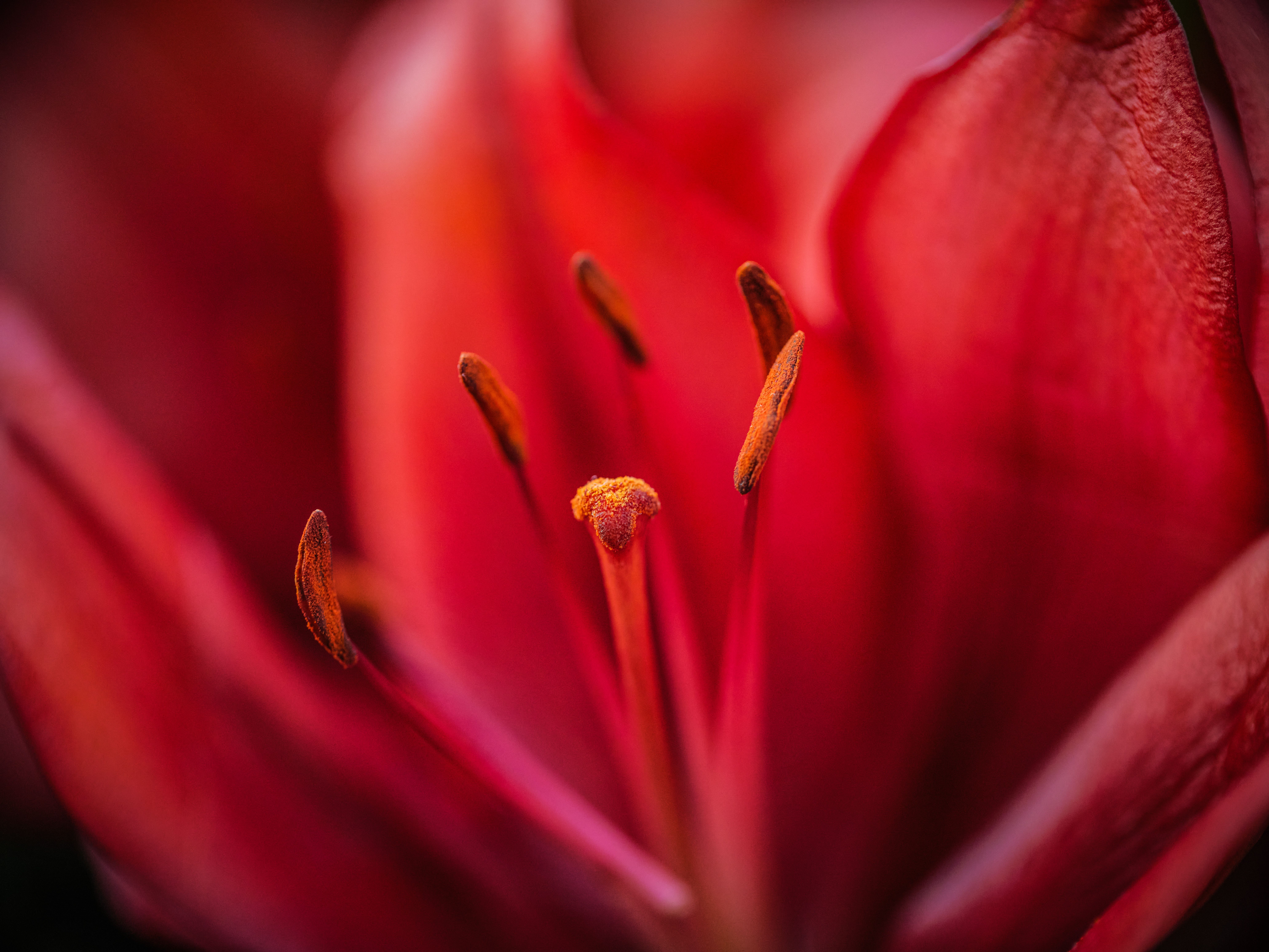 8256x6192 Red Lily Photo, Download The BEST Free Red Lily & HD Image