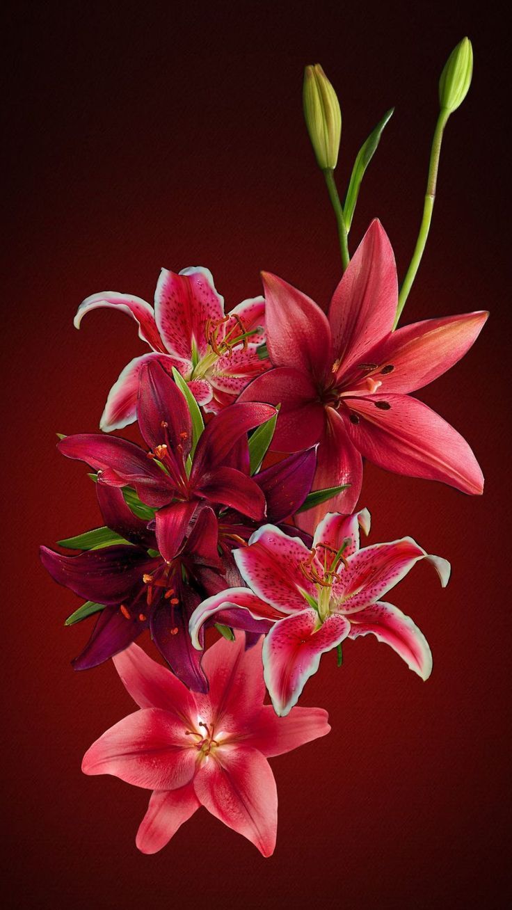 736x1308 Lilies. Red lily background, Red lillie's, Red lilies
