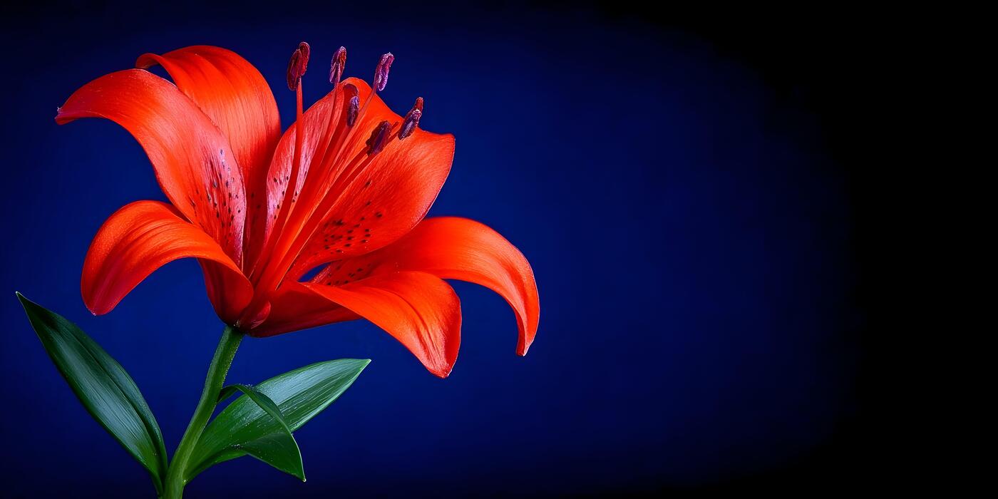1400x700 A striking red lily flower with green leaves is dramatically set against a deep blue background
