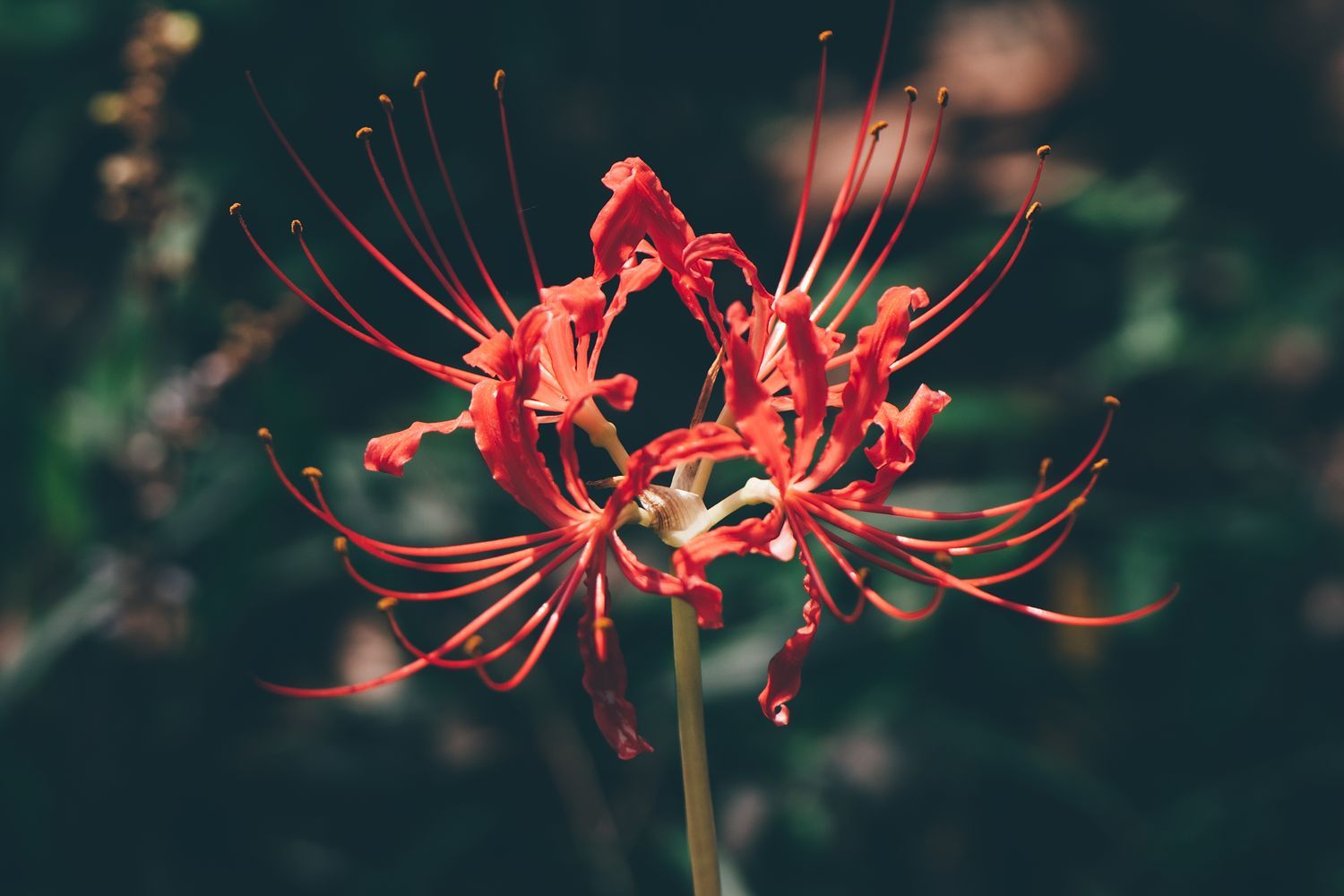 1500x1000 Lycoris Radiata Photo, Download The BEST Free Lycoris Radiata & HD Image