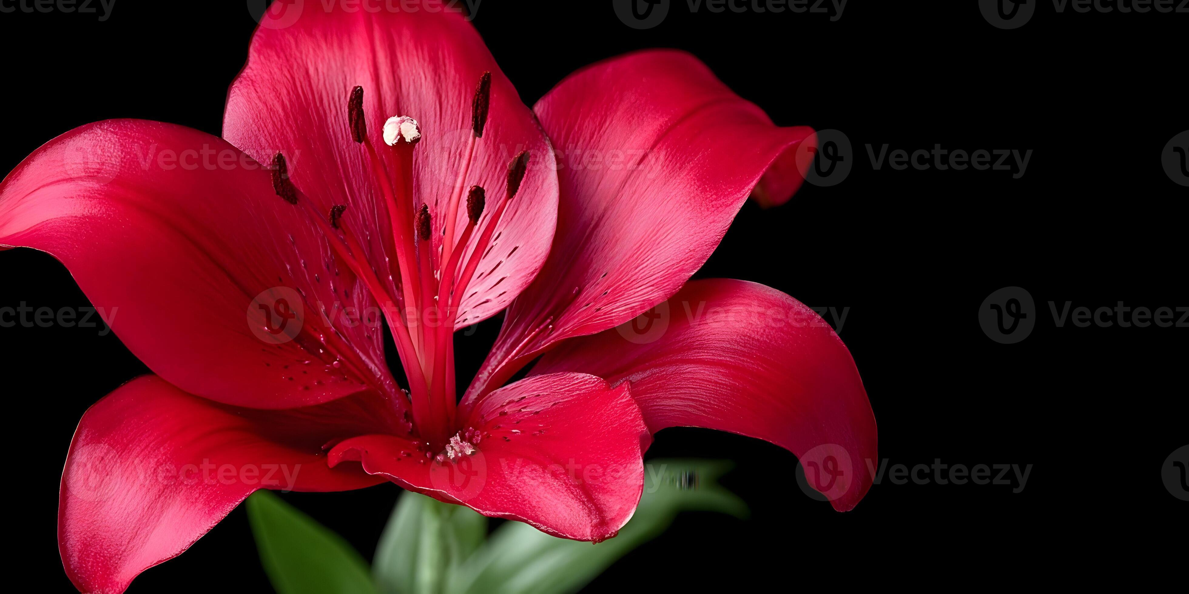 3920x1960 A vibrant red lily flower with prominent stamen stands out against a black background