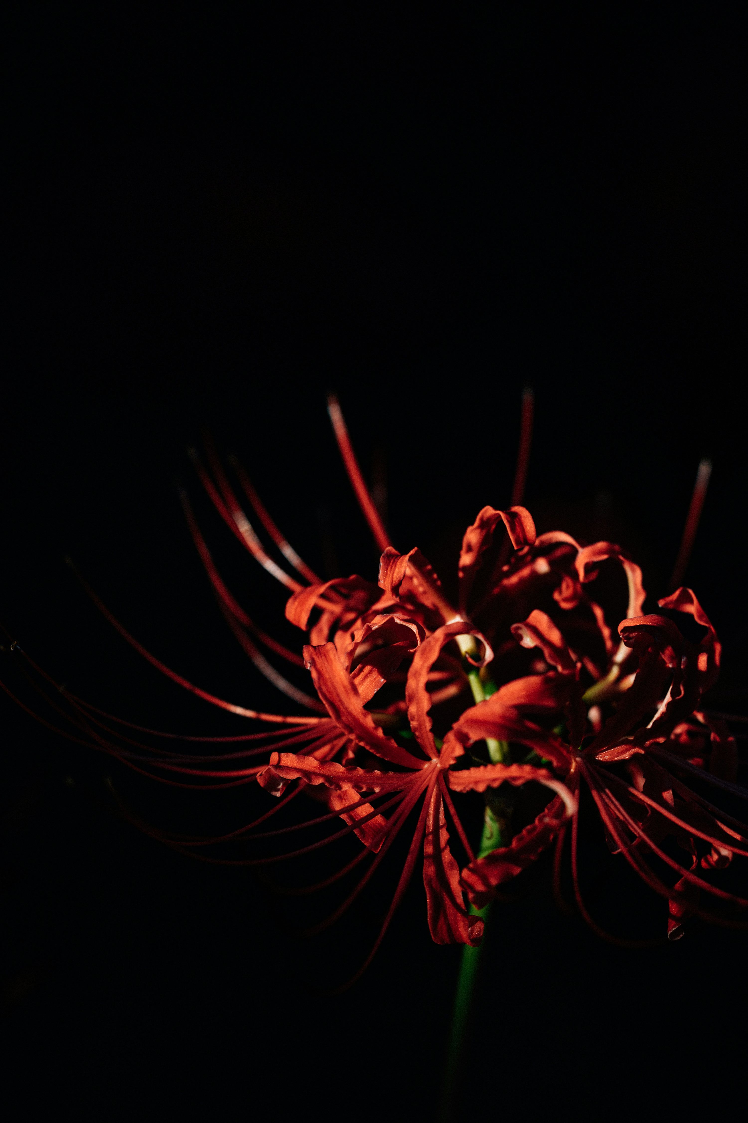3000x4499 A single red spider lily against a black background photo
