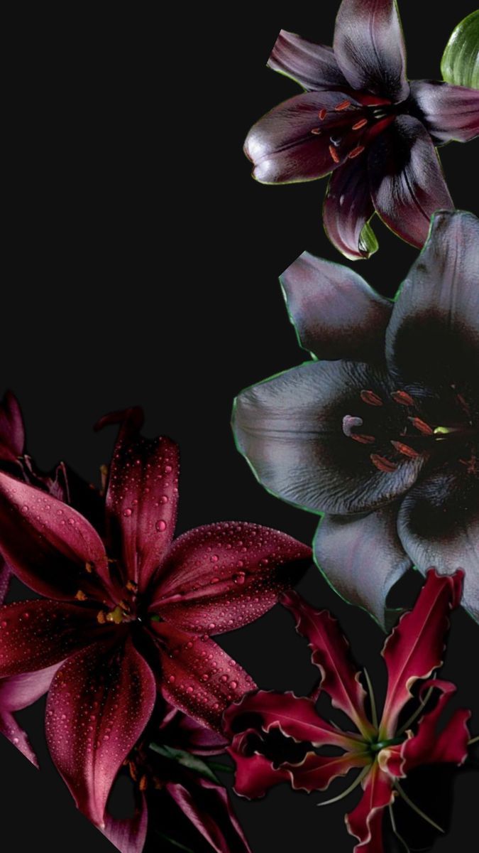 675x1200 iPad image. Flowers black background, Crazy wallpaper, Purple red flowers