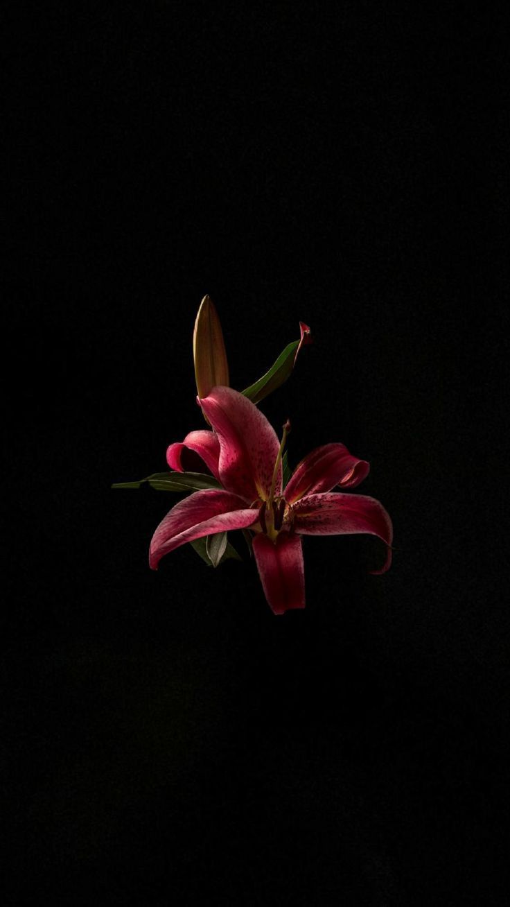 736x1308 Flower lockscreen. Lily wallpaper, Flower aesthetic, Flowers with black background