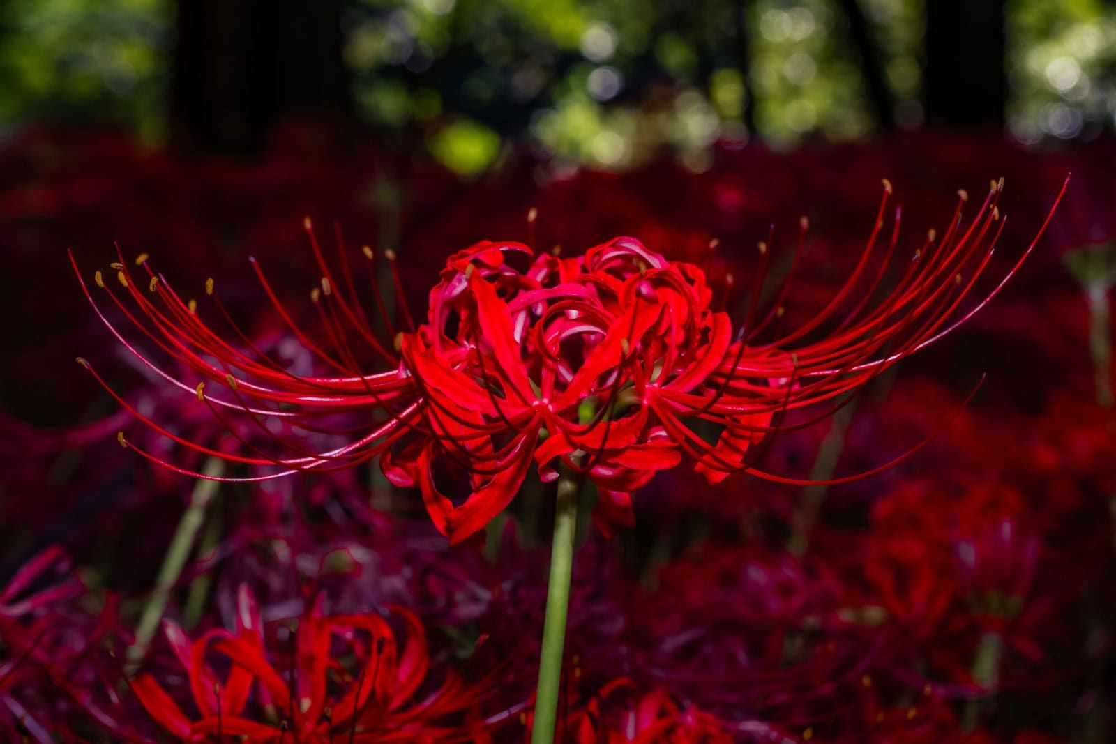 1600x1067 Million Red Spider Lilies at Kinchakuda: A Photo Guide