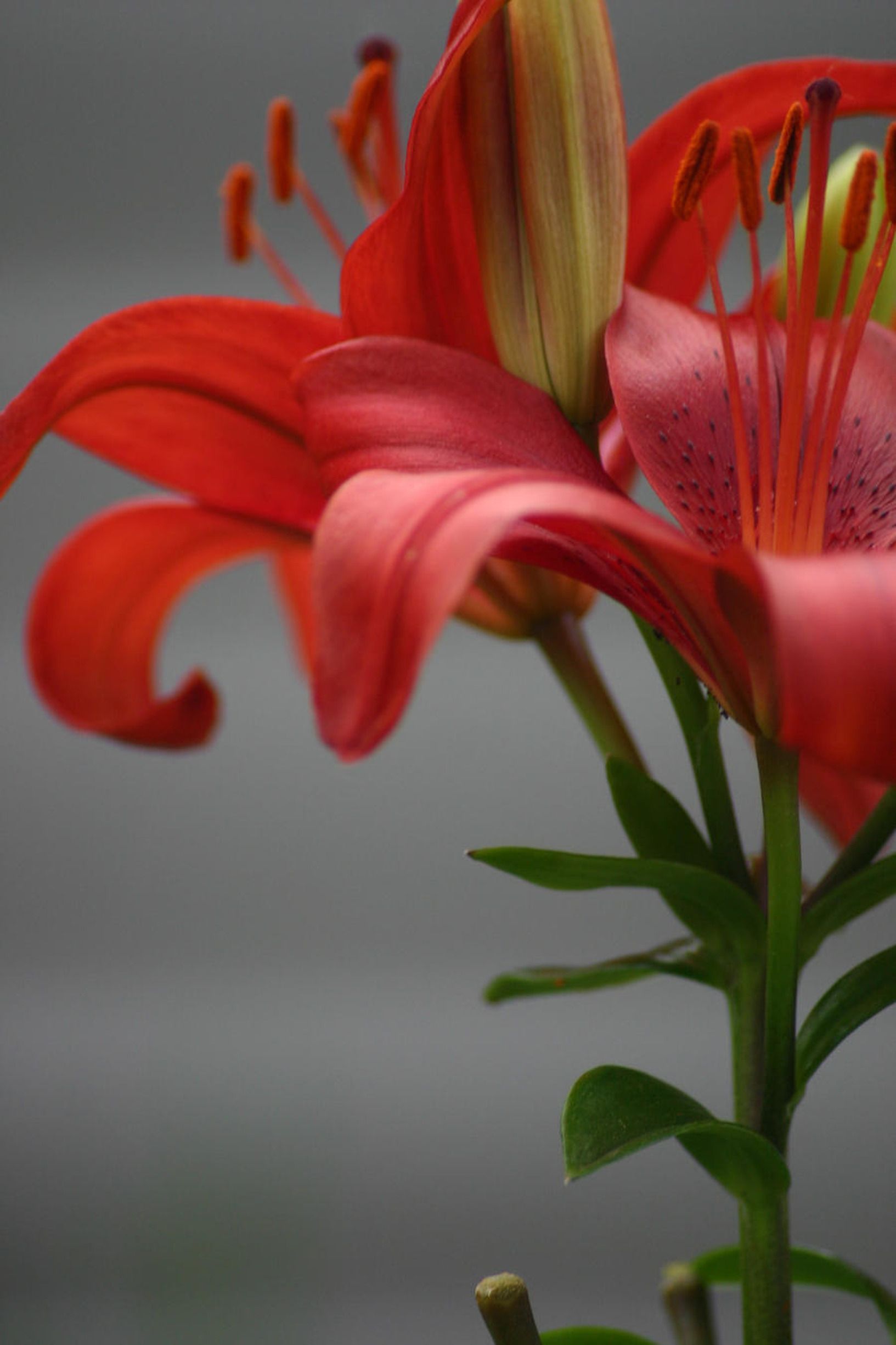 1633x2450 Red Flowers in Bloom · Free