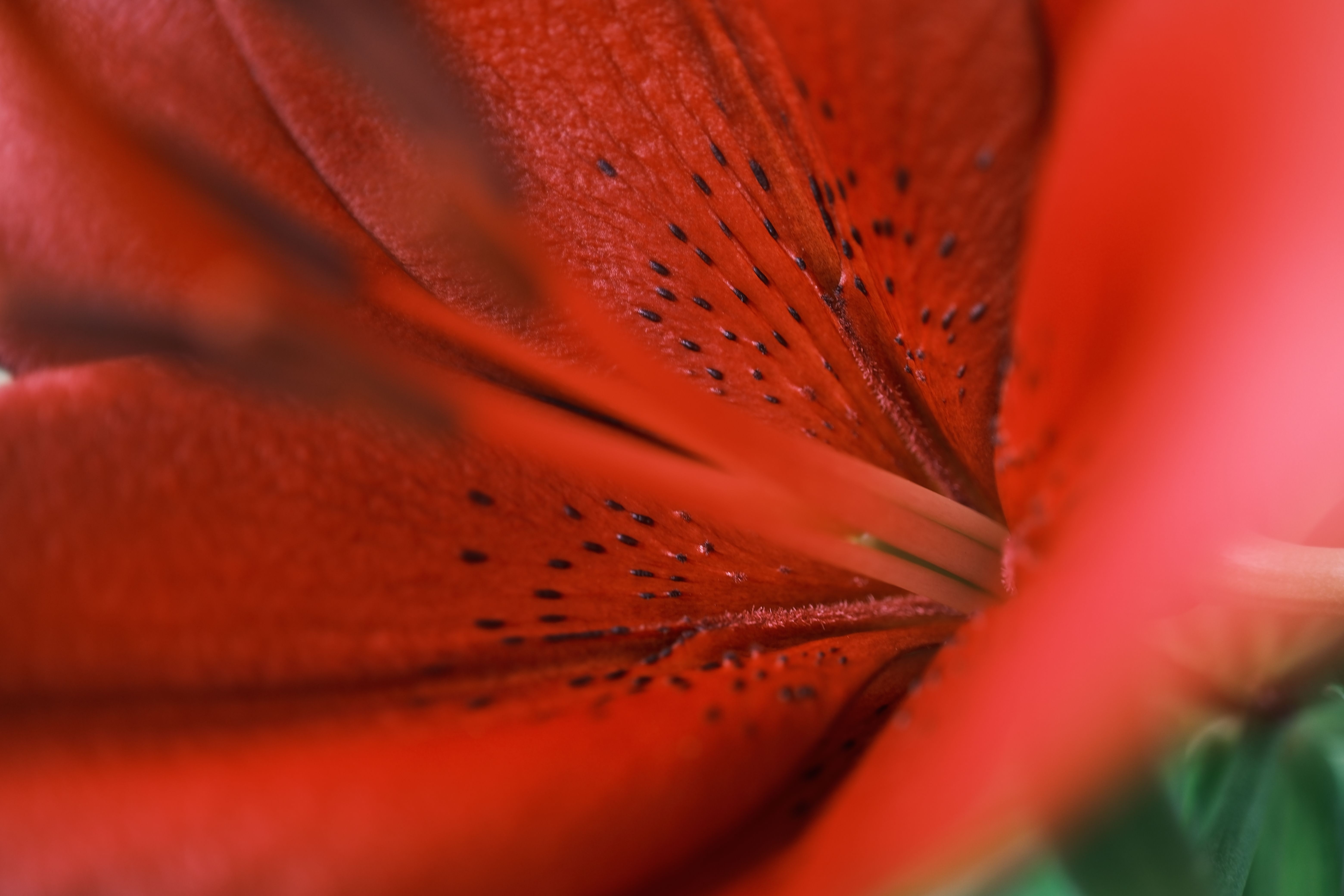 6240x4160 Red Lily Photo, Download The BEST Free Red Lily & HD Image