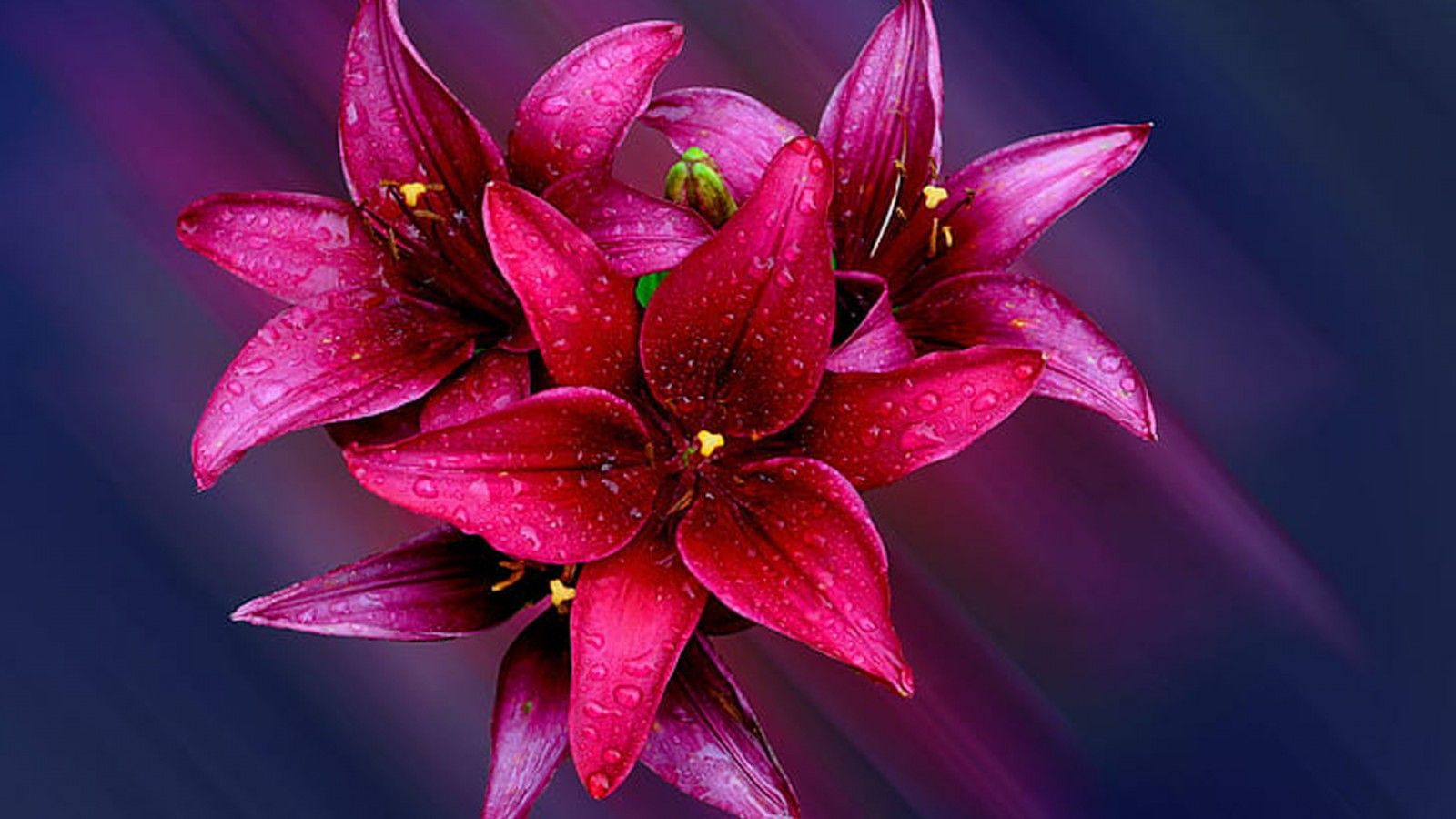 1600x900 Red Lilly Flowers With Water Drops Blur Background HD Flowers Wallpaper