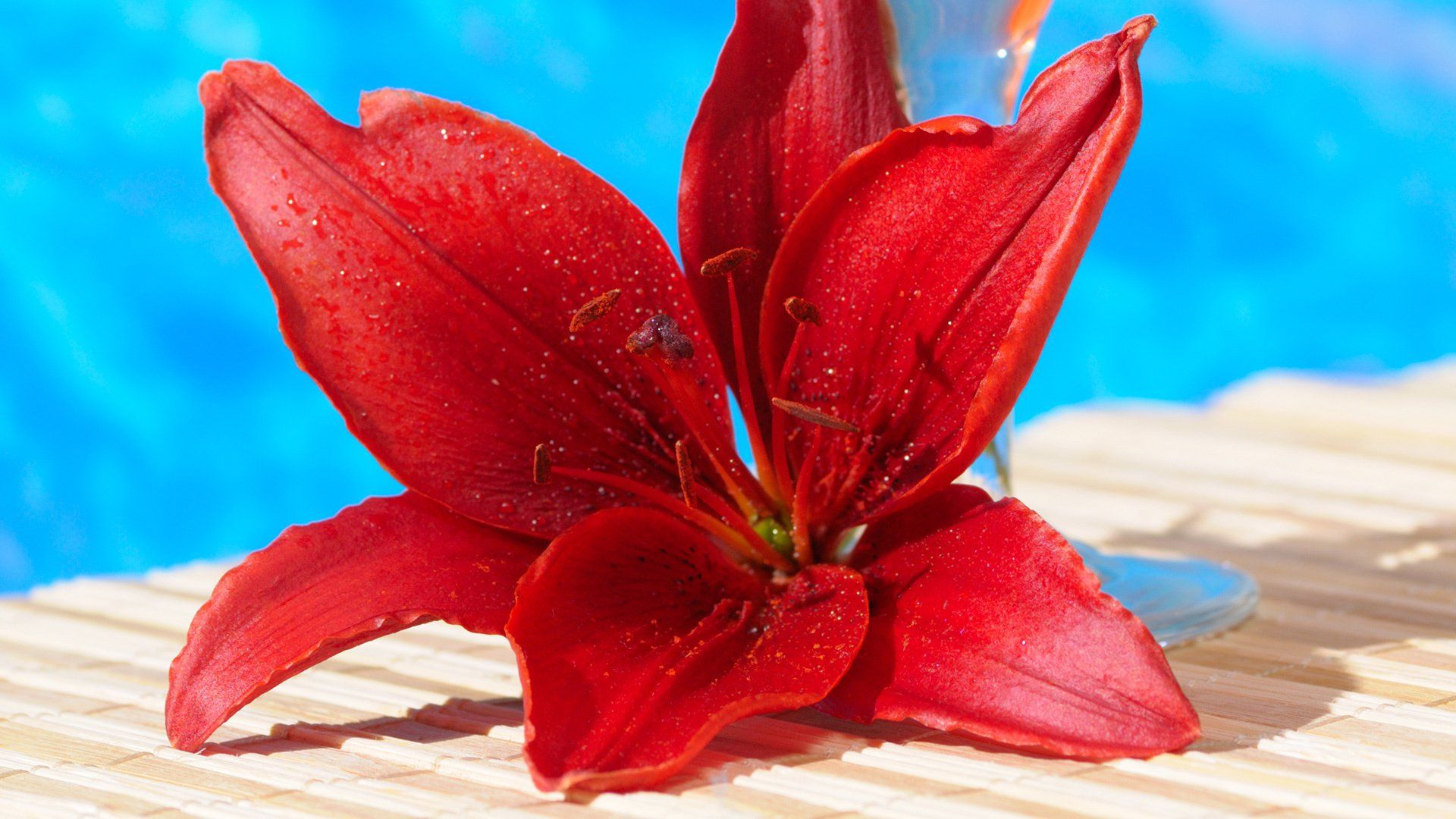 1920x1080 Vibrant Red Lily in Nature HD Wallpaperx1080