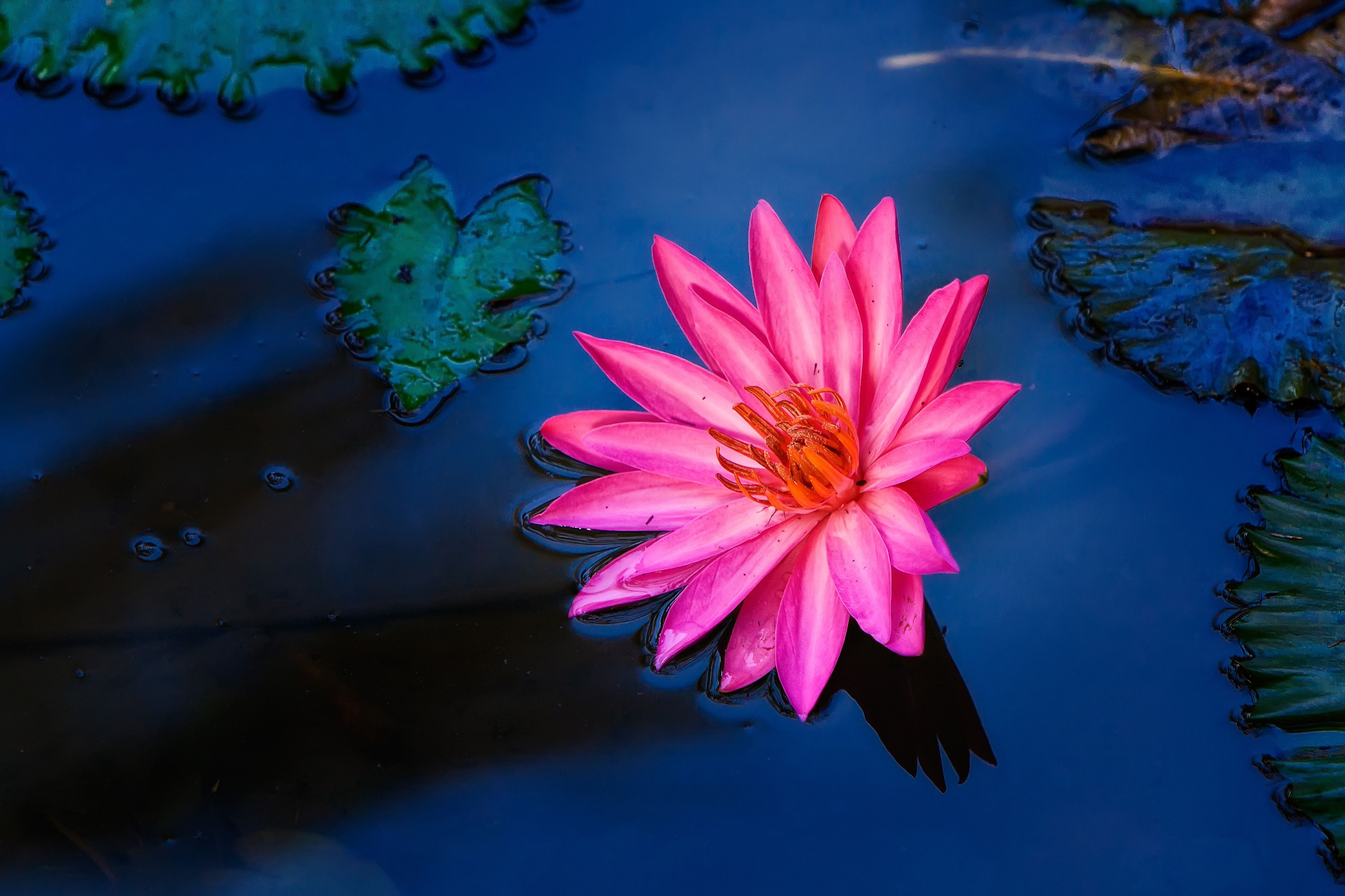 3845x2563 Red Lily Flower Water 4k Wallpaper, HD Flowers Wallpaper, 4k Wallpaper , Image, Background, Photos and Picture