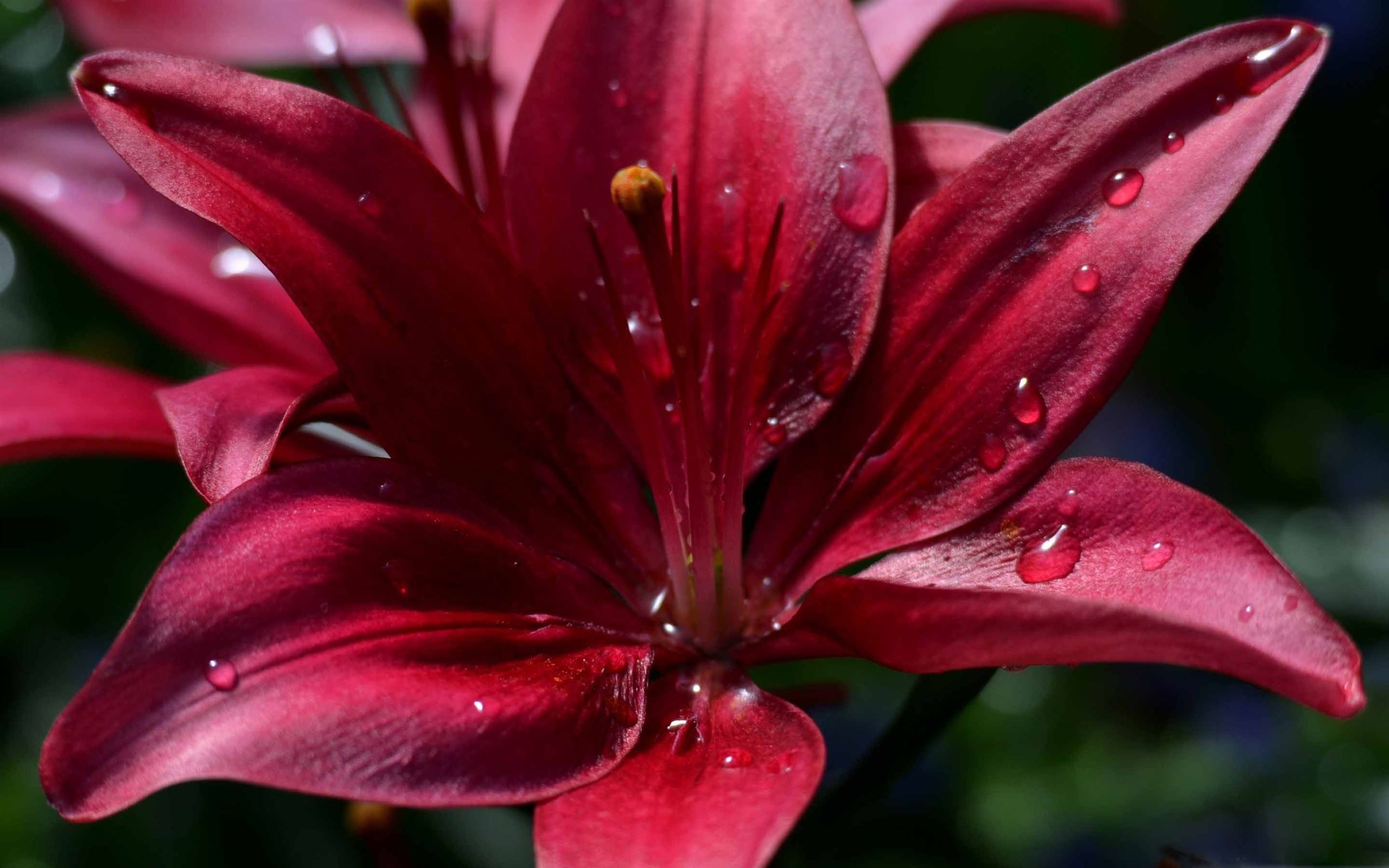 2560x1600 Ruby Red Lily MacBook Pro Wallpaper Download