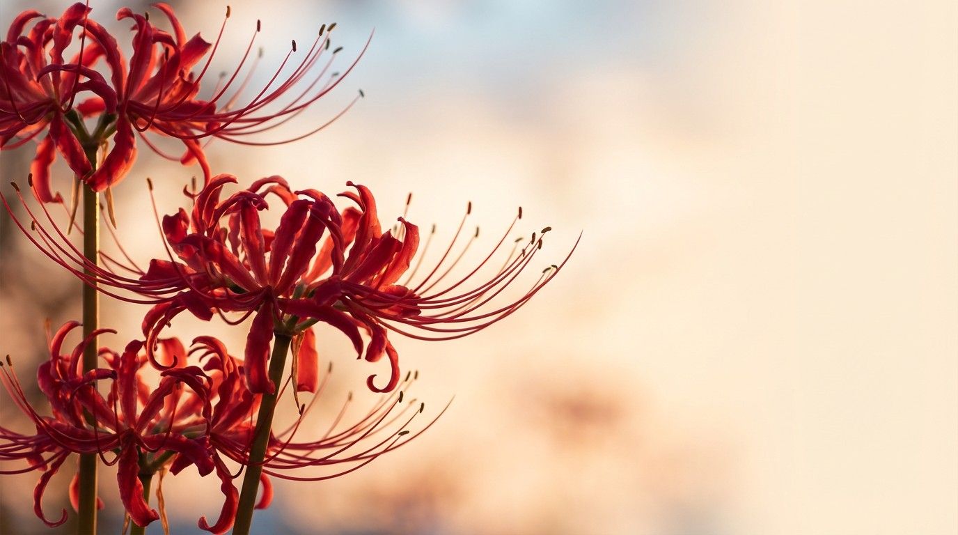1376x768 Free Crimson Lilies Dancing Image, Flower, Red