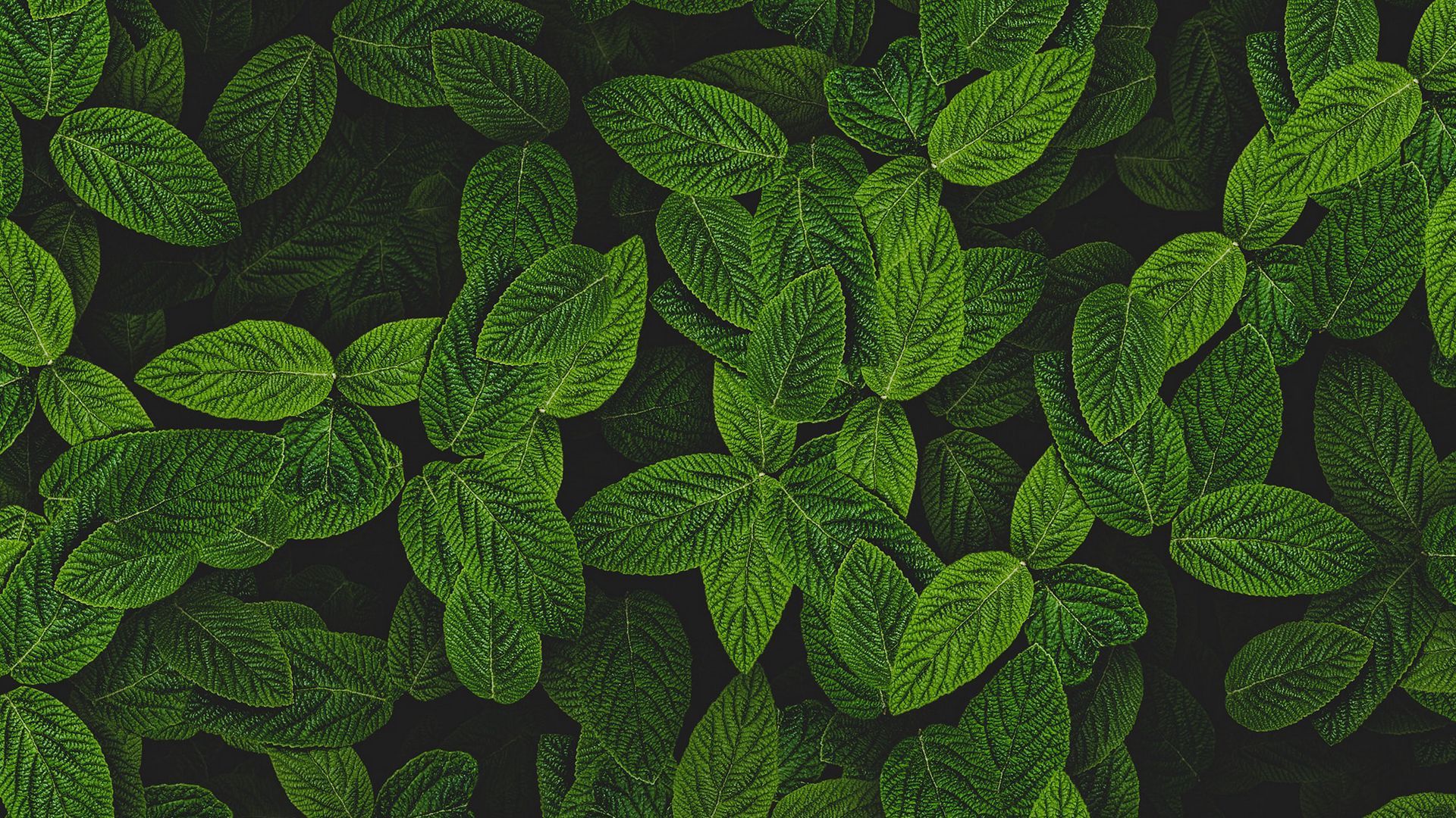 1920x1080 Download wallpaper 1920x1080 mint, leaves, plant, bushes full hd, hdtv, fhd, 1080p HD background