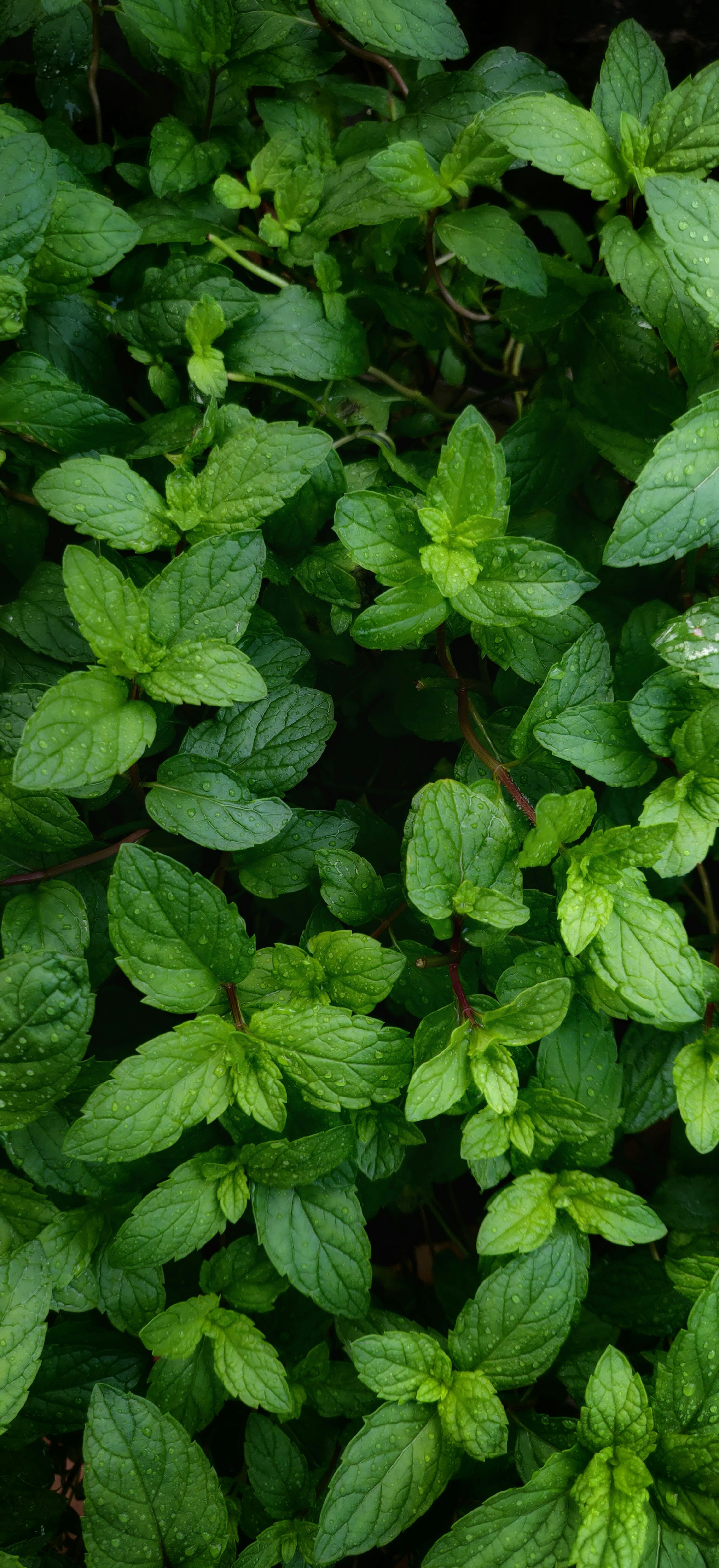 3000x6545 Mint Leaves Picture. Download Free Image