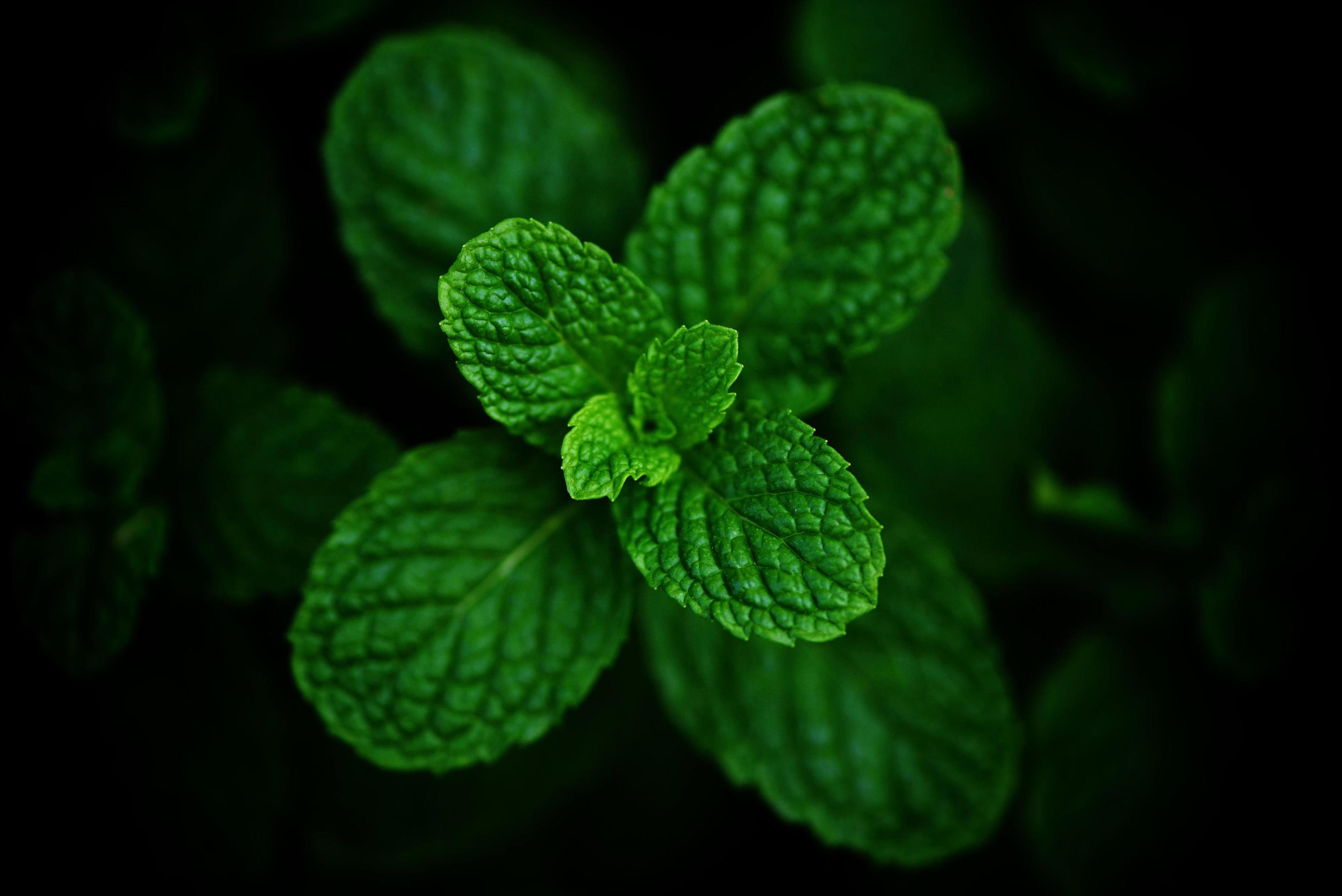2936x1960 peppermint leaf in the garden dark background mint leaves in a nature green herbs or vegetables
