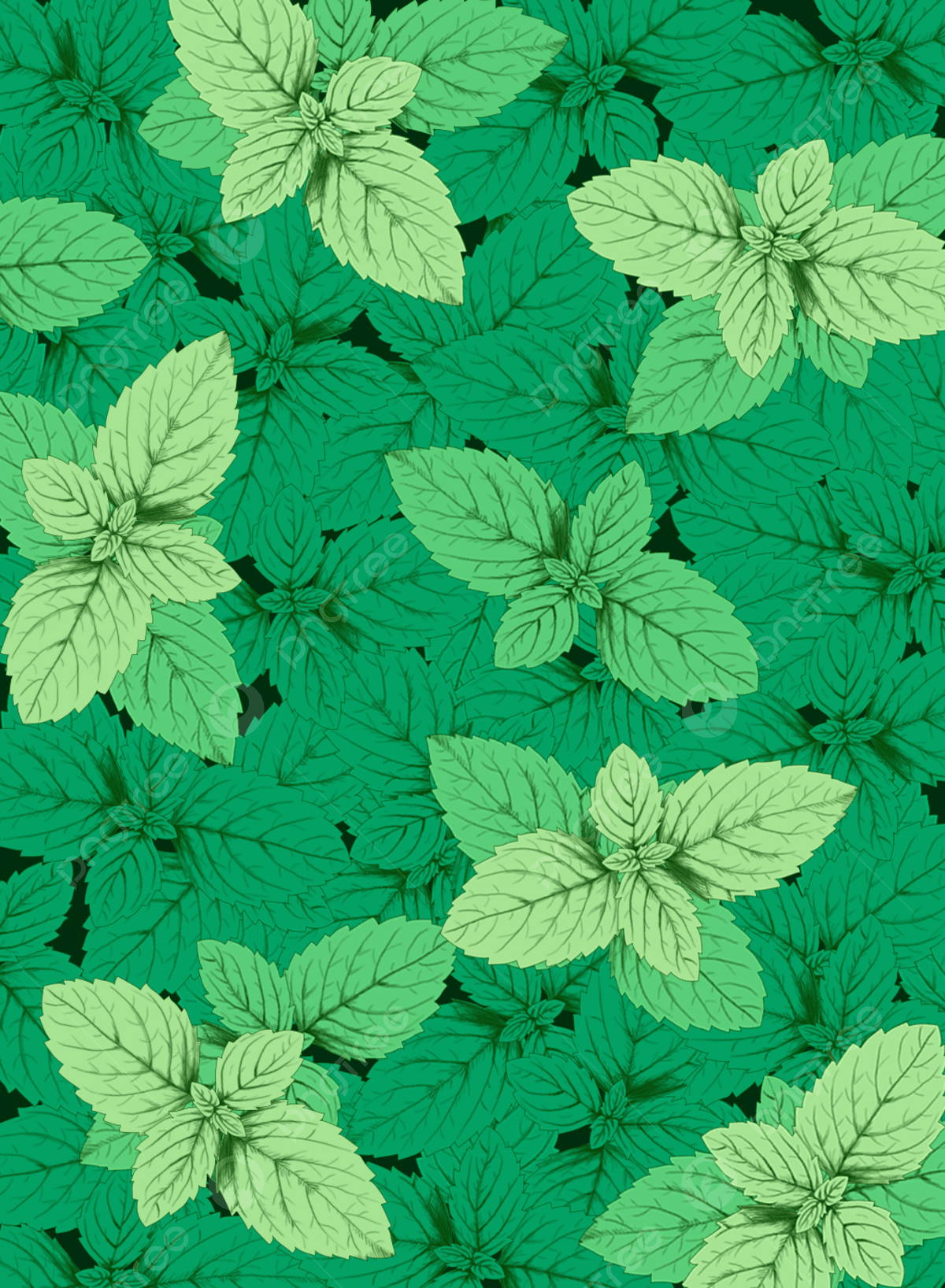 1200x1636 Hand Drawn Mint Leaves Background Wallpaper Image For Free Download