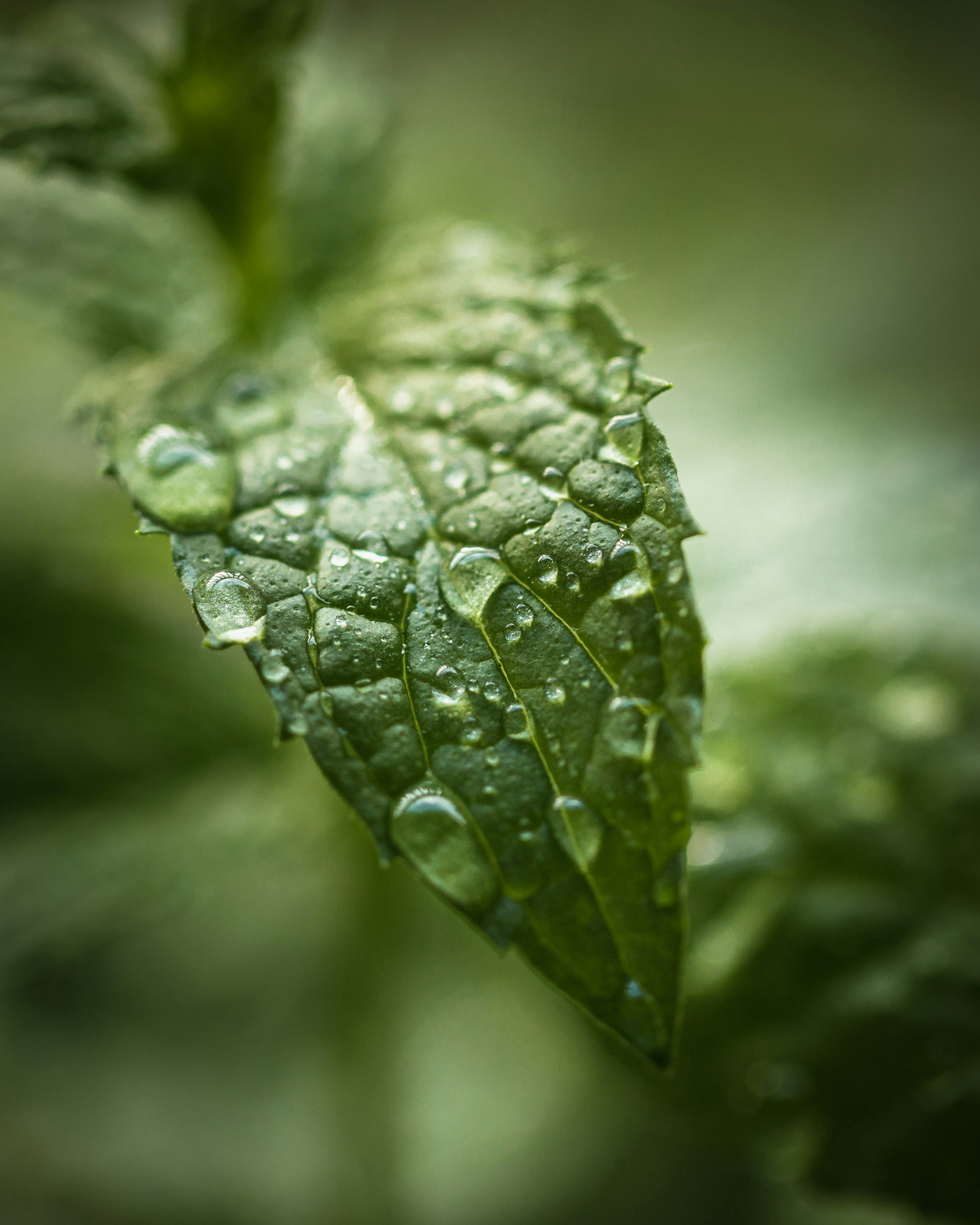 3000x3749 Mint Leaves Picture. Download Free Image