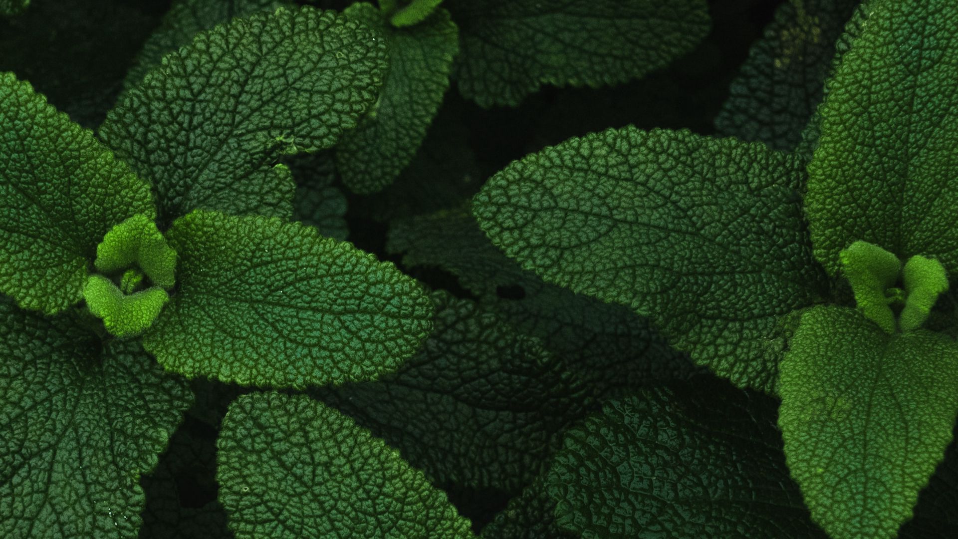 1920x1080 Download wallpaper 1920x1080 mint, leaves, veins, plant full hd, hdtv, fhd, 1080p HD background