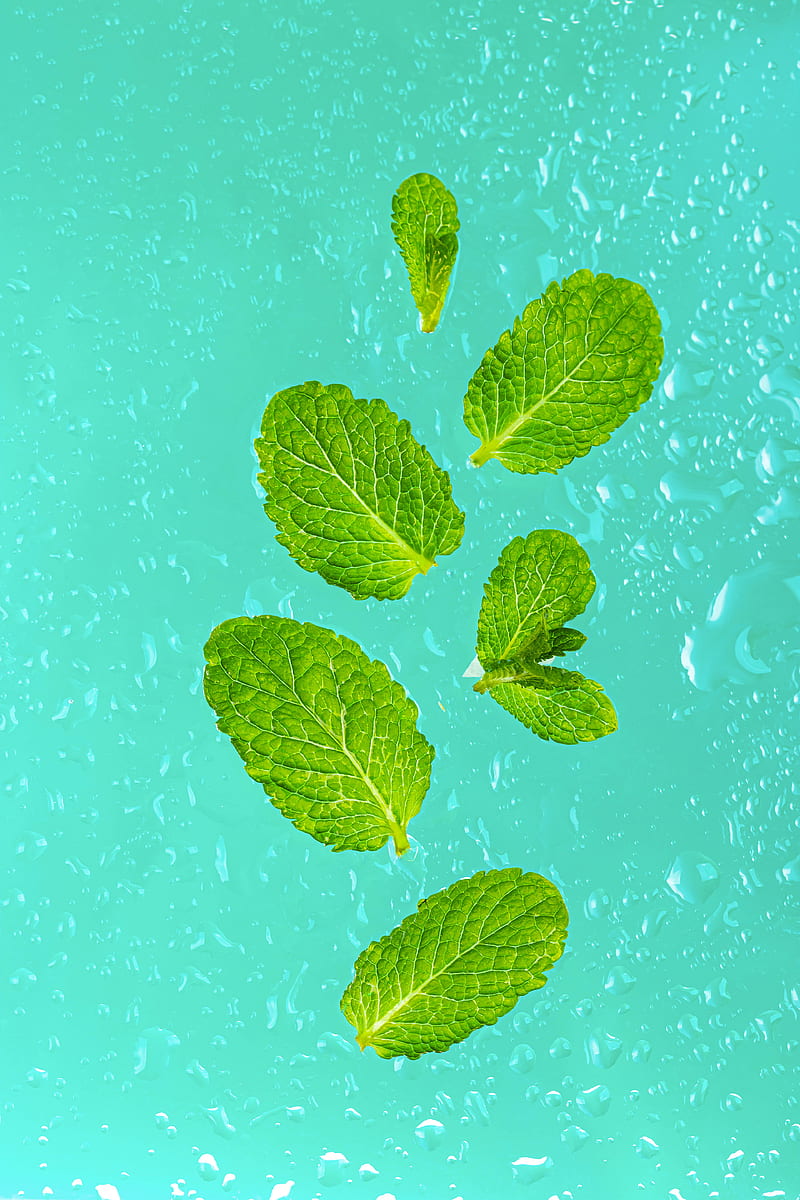 800x1200 HD green mint leaves wallpaper