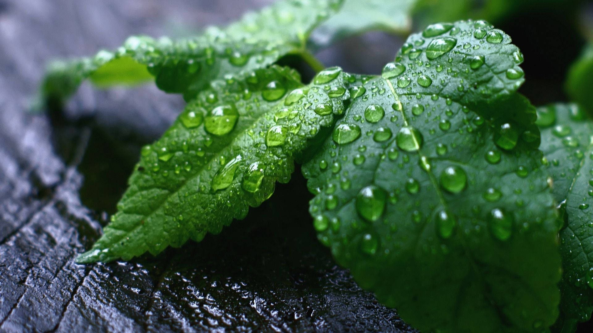 1920x1080 Download Mint Leaves With Water Drops Wallpaper