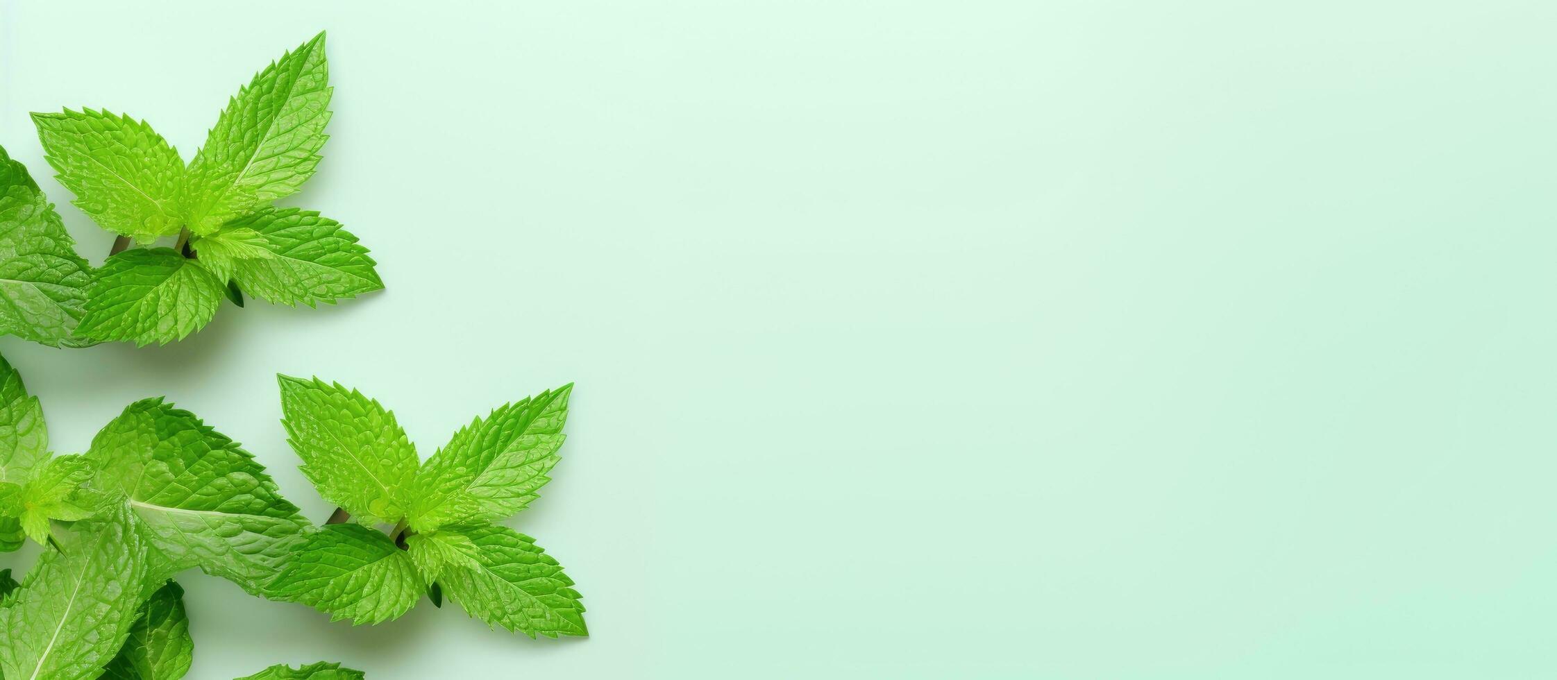2243x980 Photo of fresh mint leaves on a light blue background with copy space with copy space