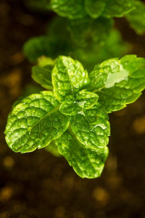 493x740 Mint Leaves With Dark Background Photo Free High Quality Picture