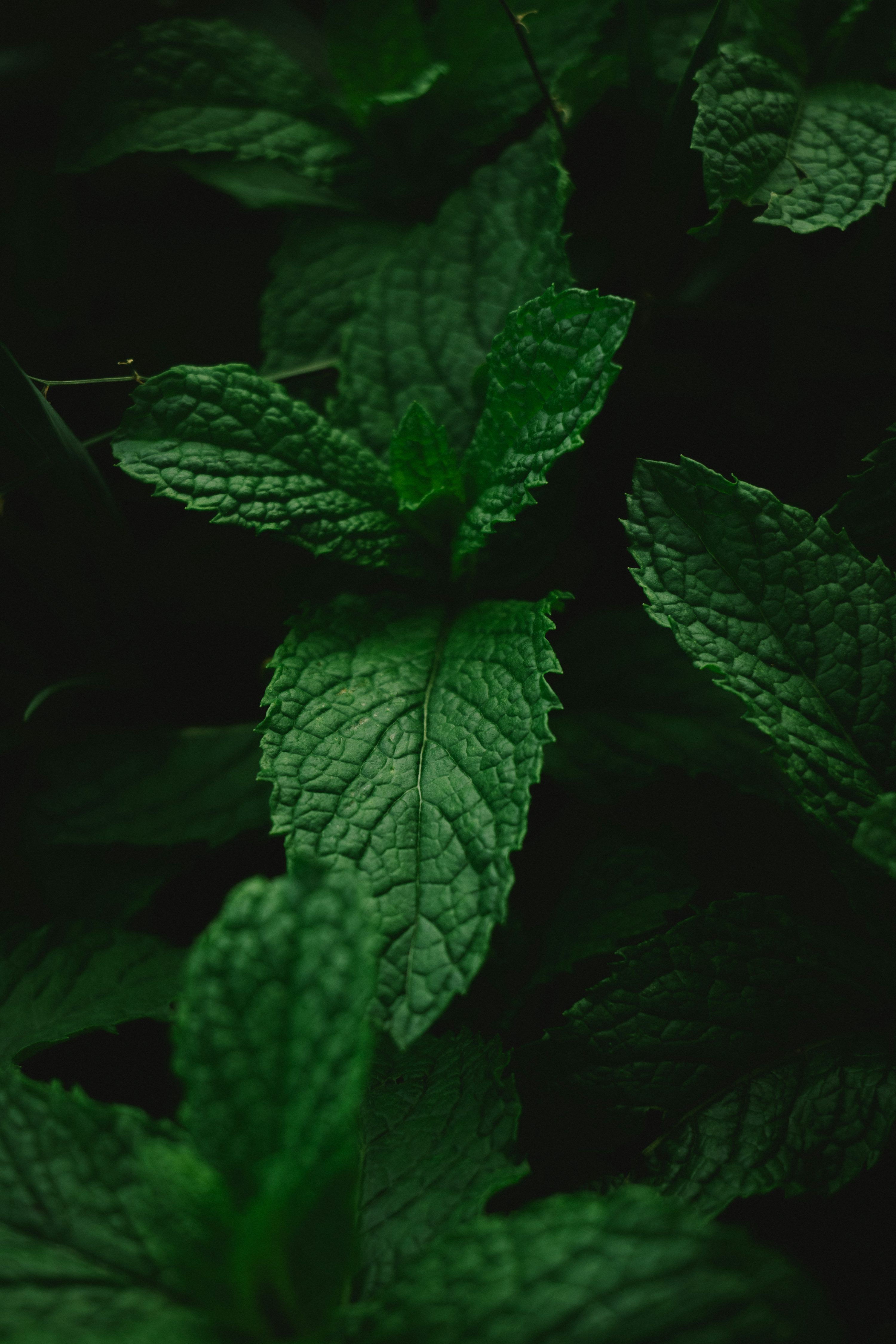 3000x4500 Close Up Of Vibrant Green Mint Leaves. Photo