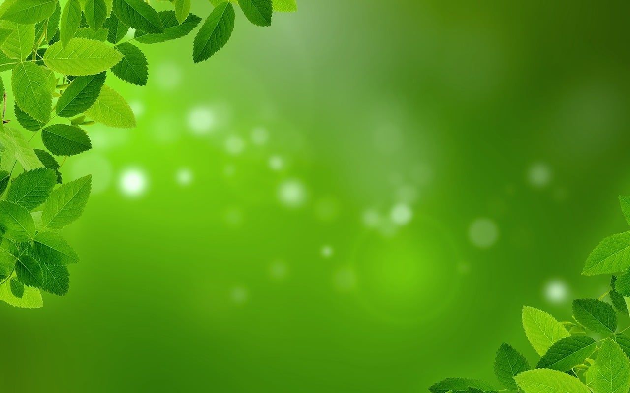 1280x800 Download Mint Leaves Background. Royalty Free Stock Illustration Image