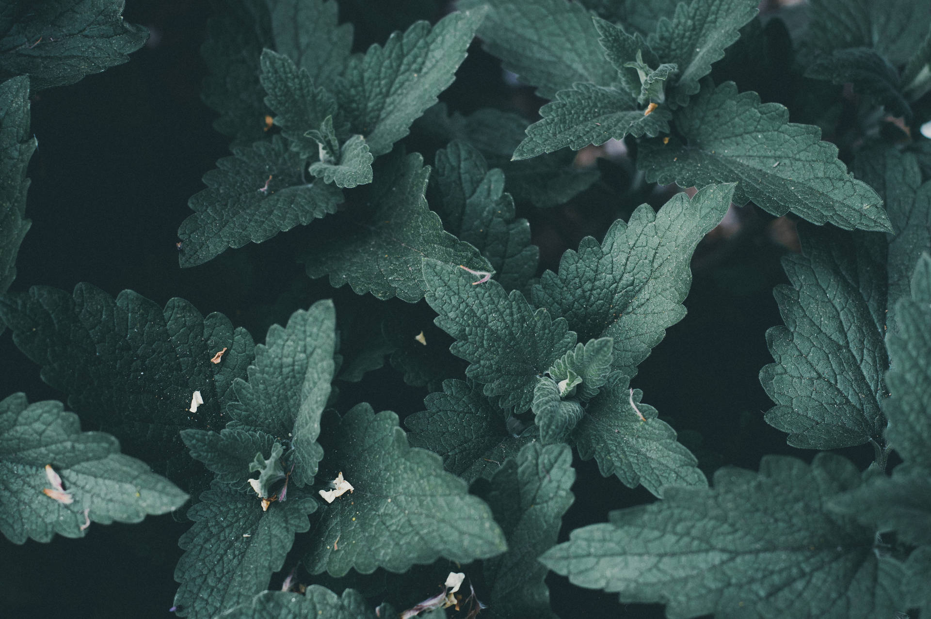 1920x1277 Download Green Leaves Mint Wallpaper