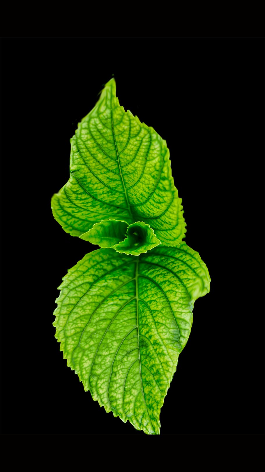 910x1618 Green Leaf, Aromatic, Black, Bright, Close Up, Disjunct, Food, Fresh