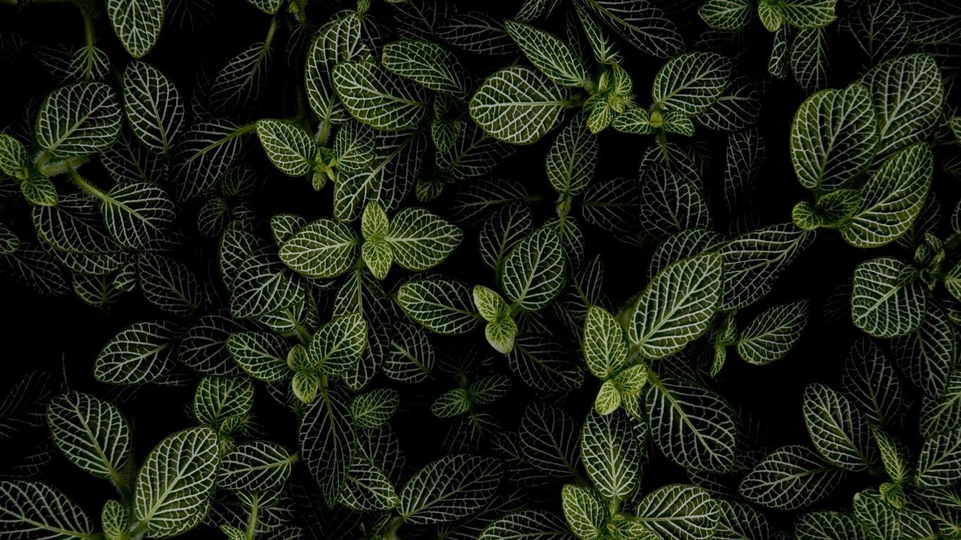1366x768 Download wallpaper 1366x768 mint, leaves, aerial view tablet, laptop HD background