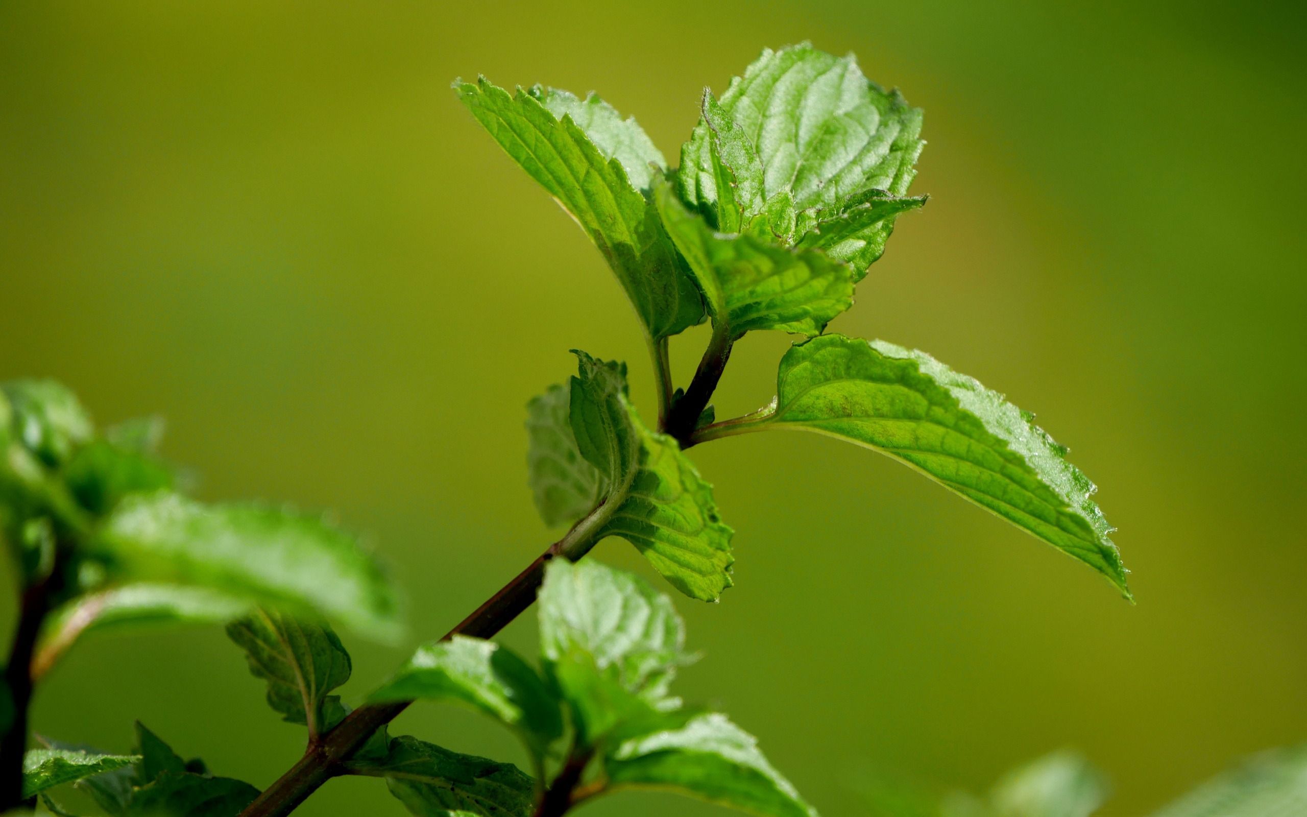 2560x1600 Green Mint Leaves Macro 2016 High Quality Wallpaper