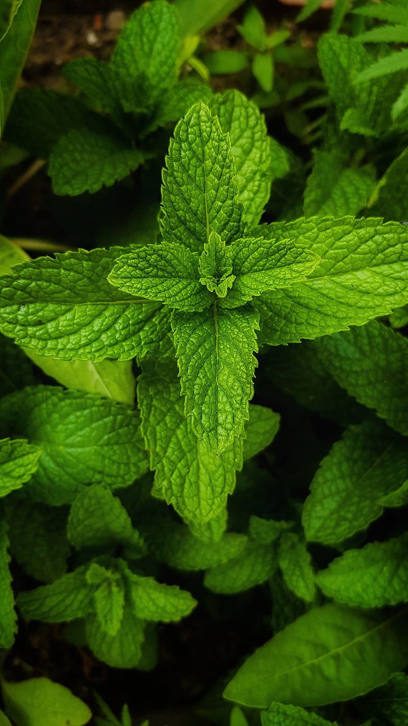 800x1422 Mint Leaves, bonito, flower, green, leaf, leave, nature, trend, trending, HD phone wallpaper