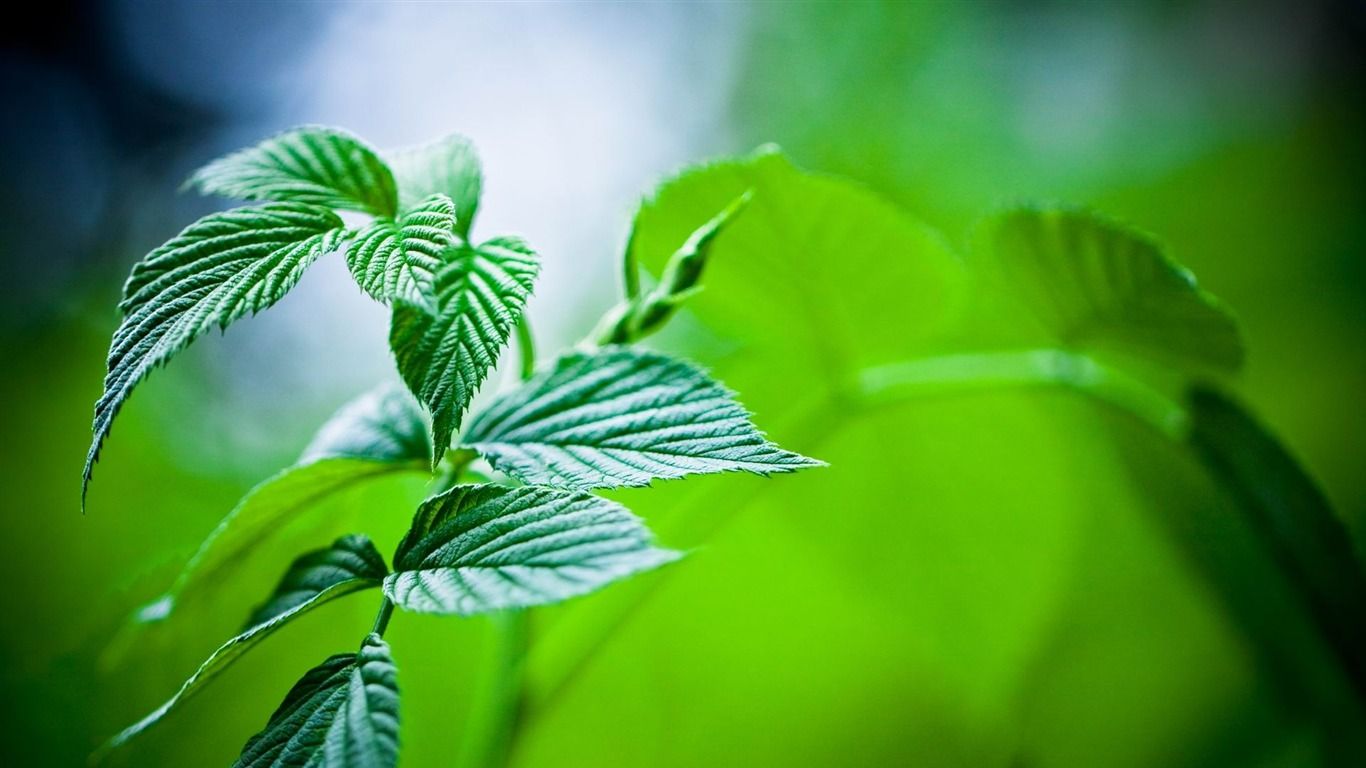 1366x768 Mint Leaves Plants Photography Wallpaper