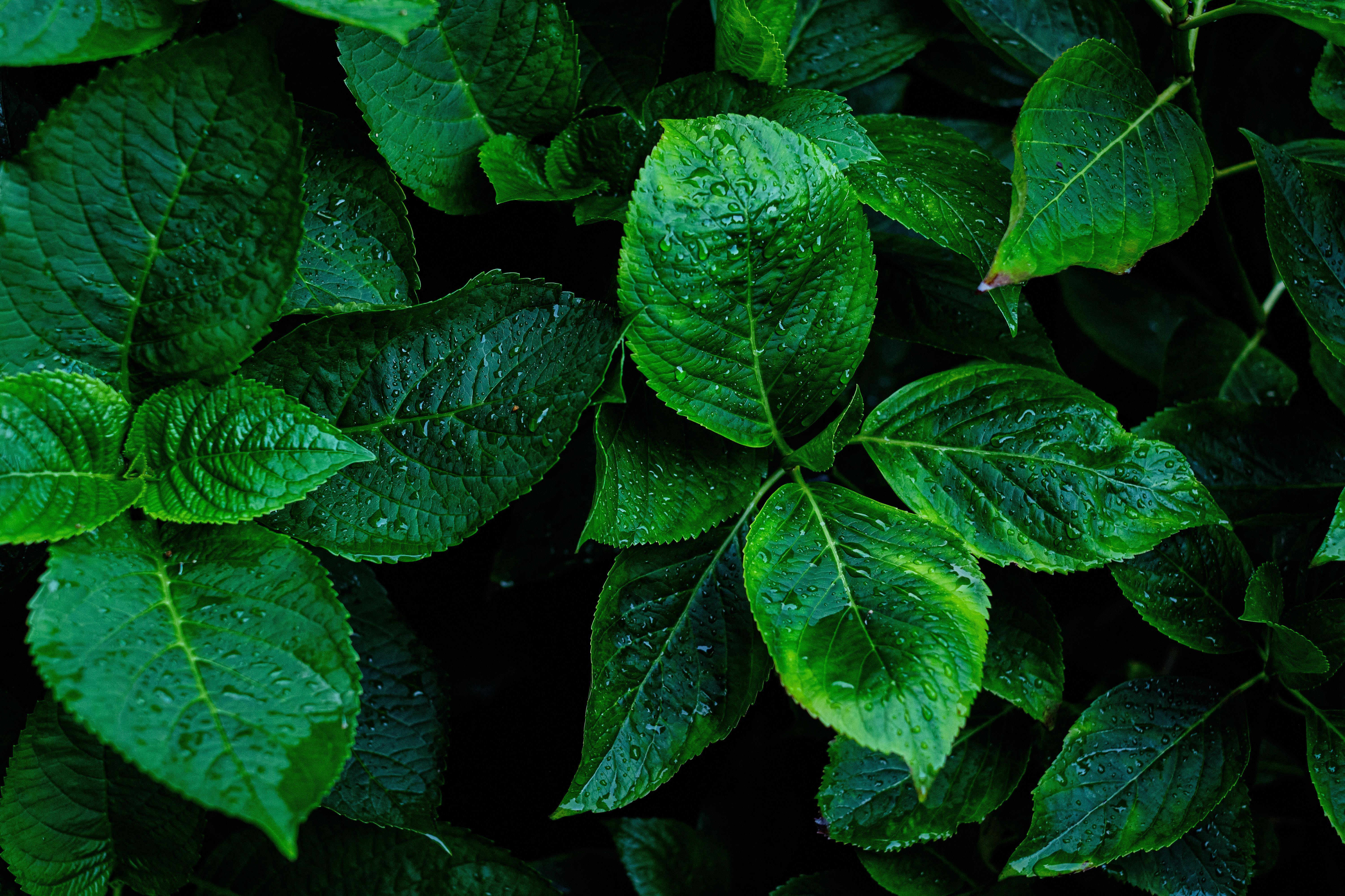 6000x4000 Mint Leaf Plants With Water Droplets · Free