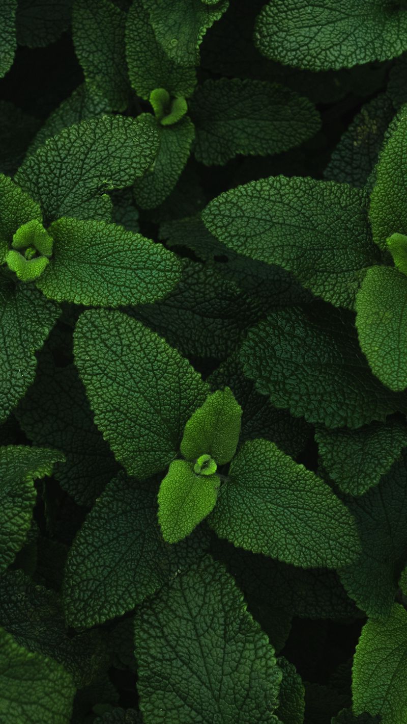 800x1420 Download Wallpaper 800x1420 Mint, Leaves, Veins, Plant Iphone Se 5s 5c 5 For Parallax HD Background